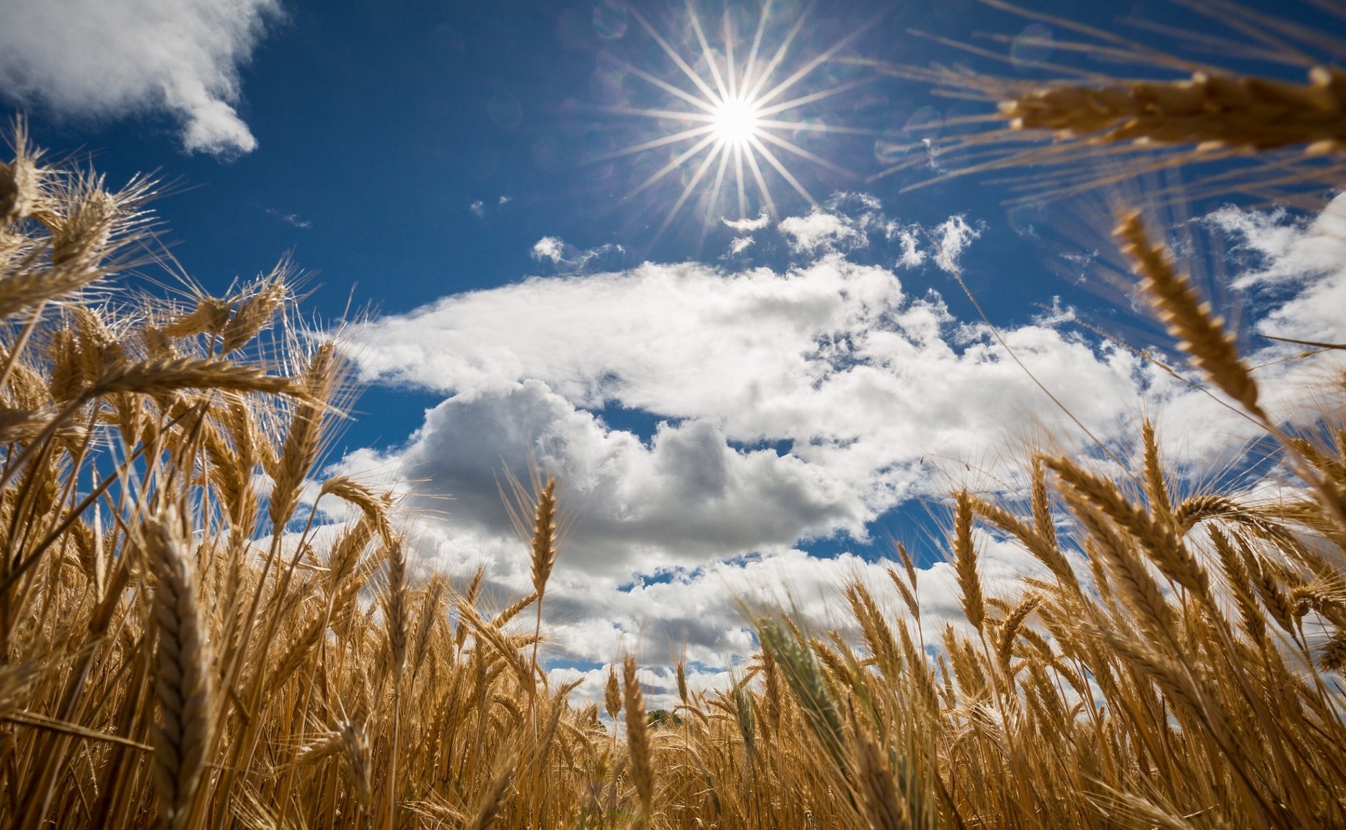 feld ohren himmel sonne wolken sommer