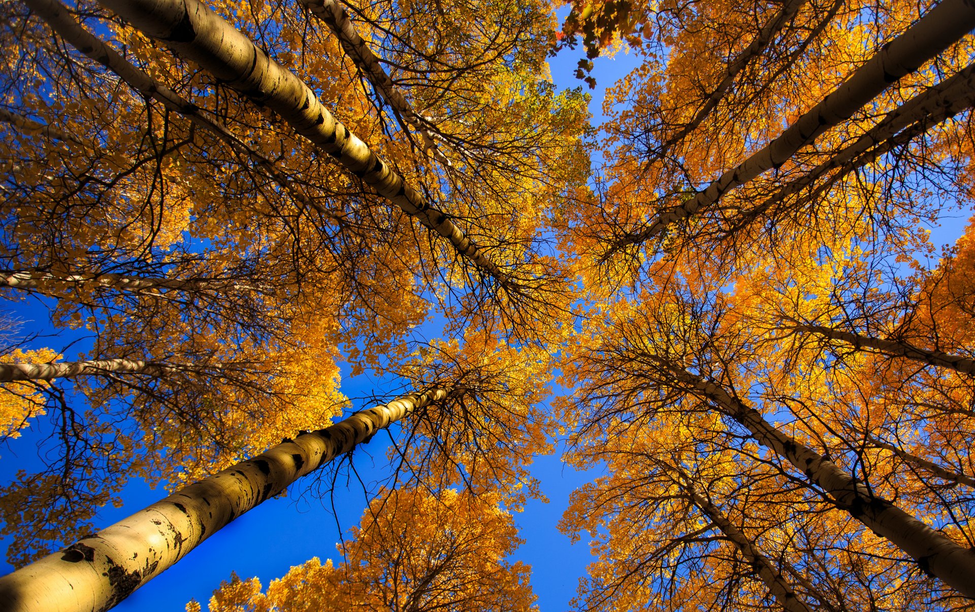 himmel baum stamm krone blätter herbst