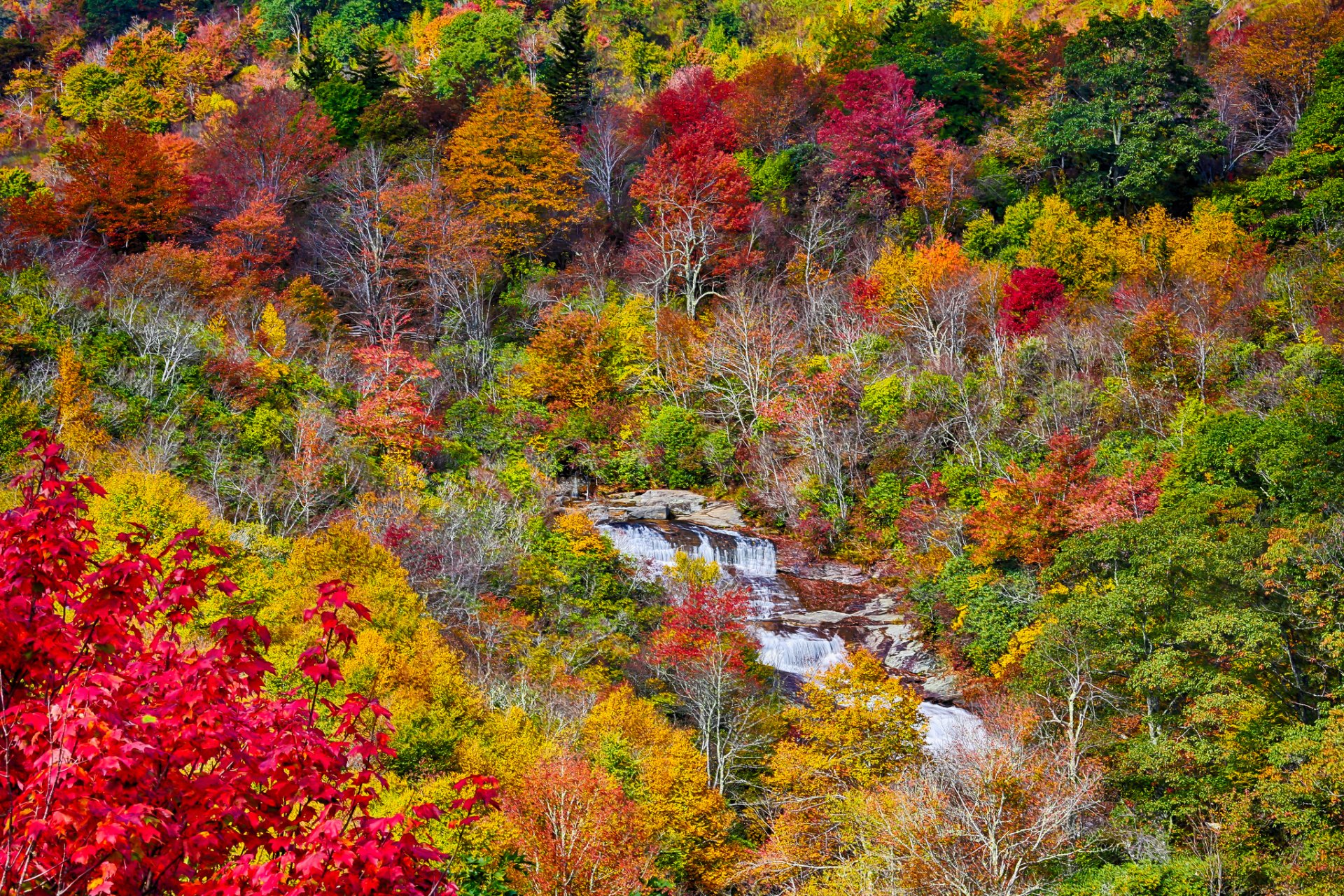 montagnes forêt rivière arbres feuilles automne