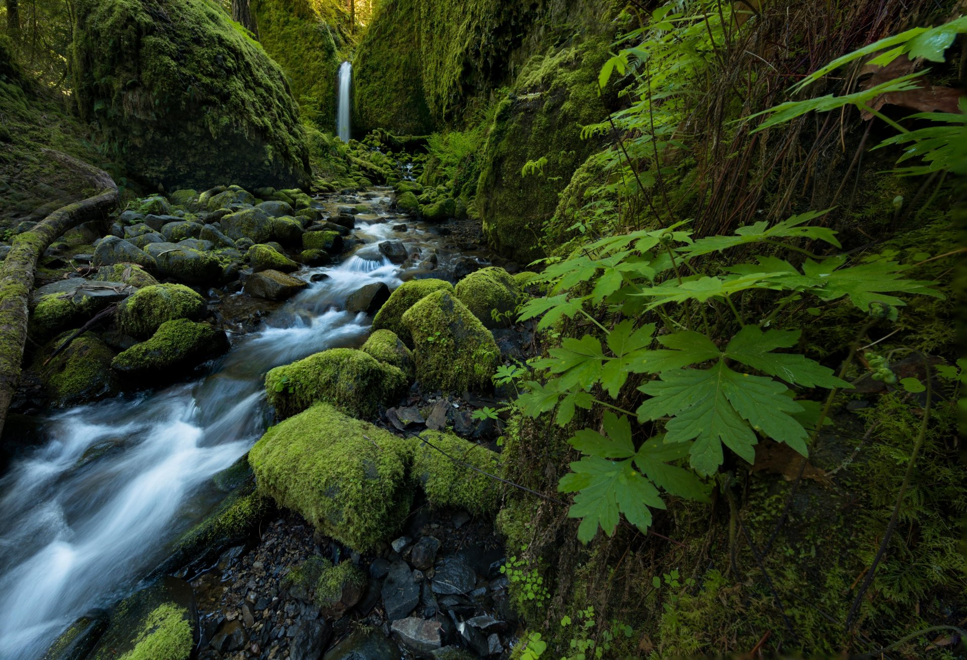 moosige grotte falls ruckel creek columbia river gorge oregon wasserfall bach steine moos blätter