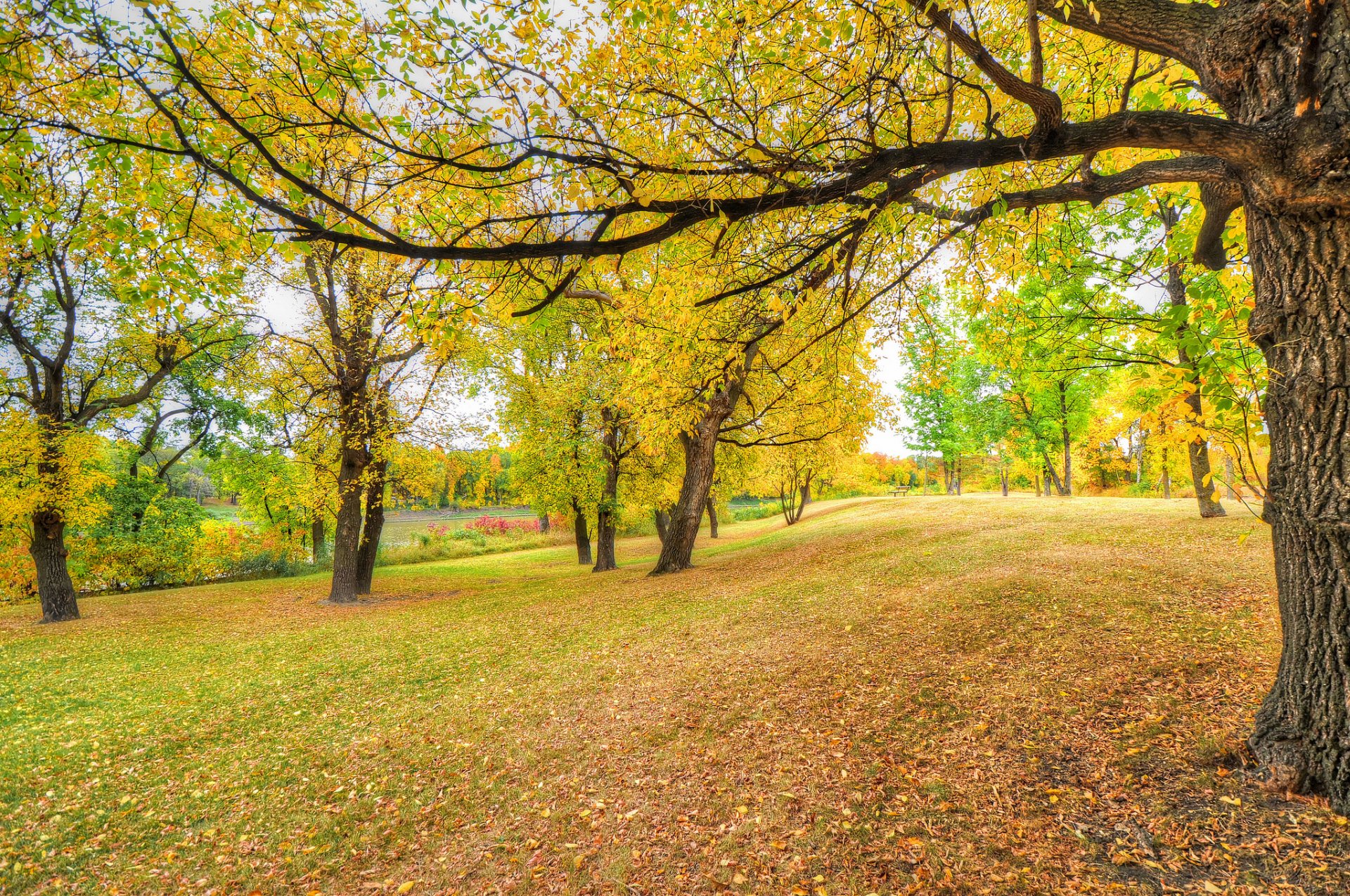 parco alberi erba foglie autunno