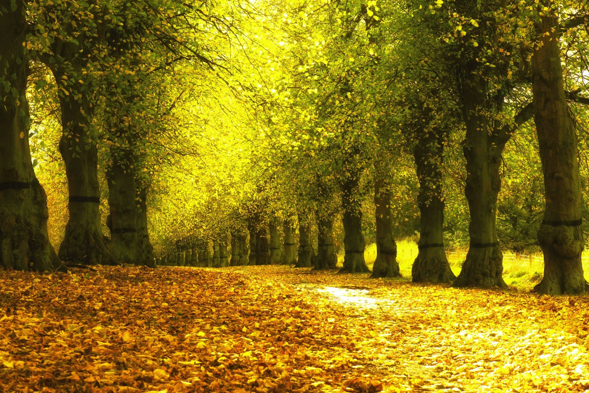 automne parc arbres ruelle feuilles jaune