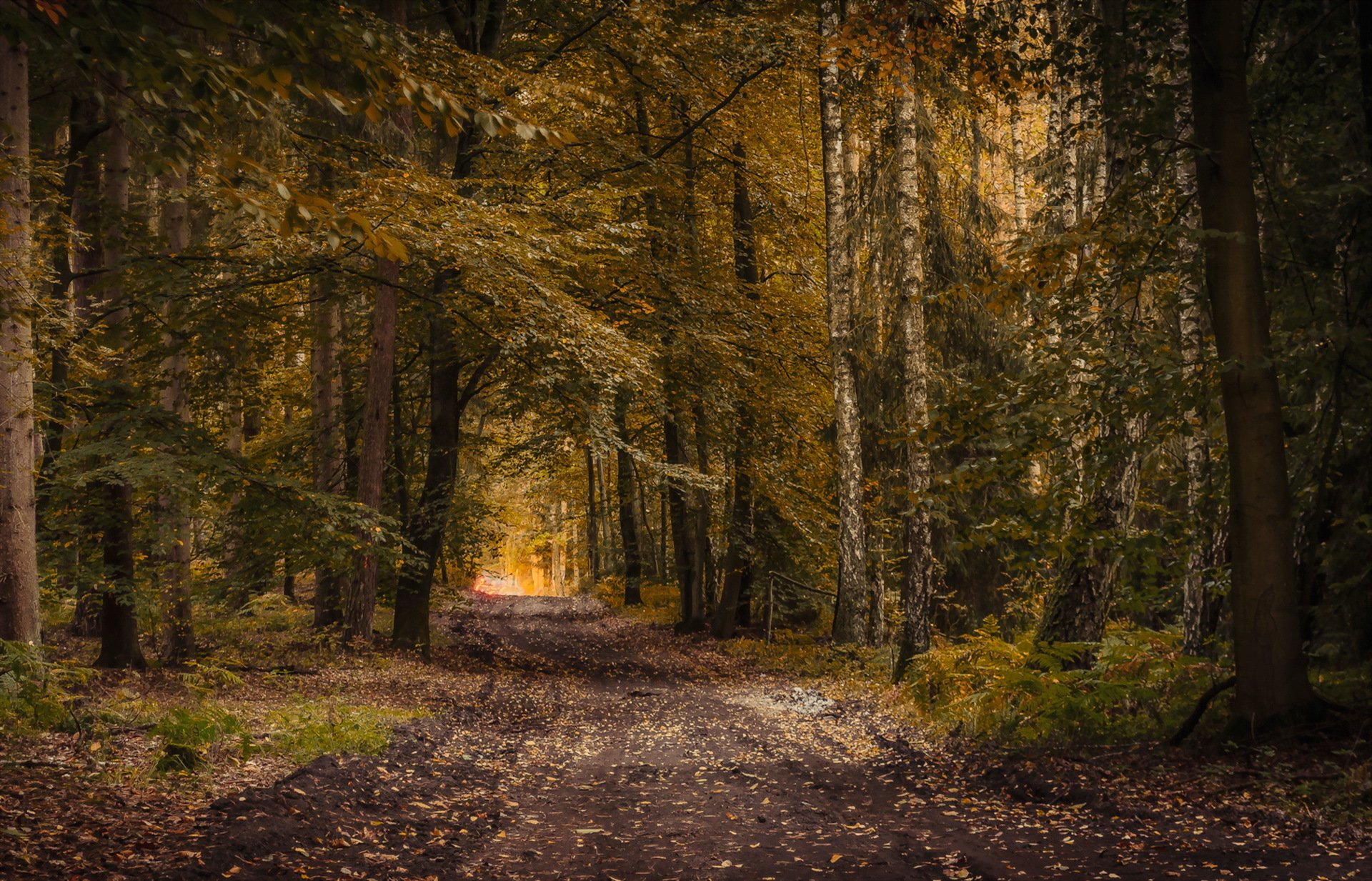 forest road autumn