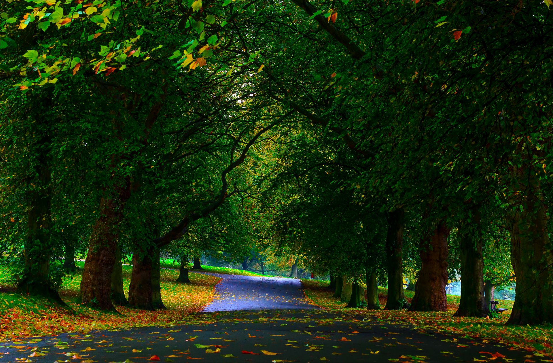 parco alberi verde vicolo foglie autunno