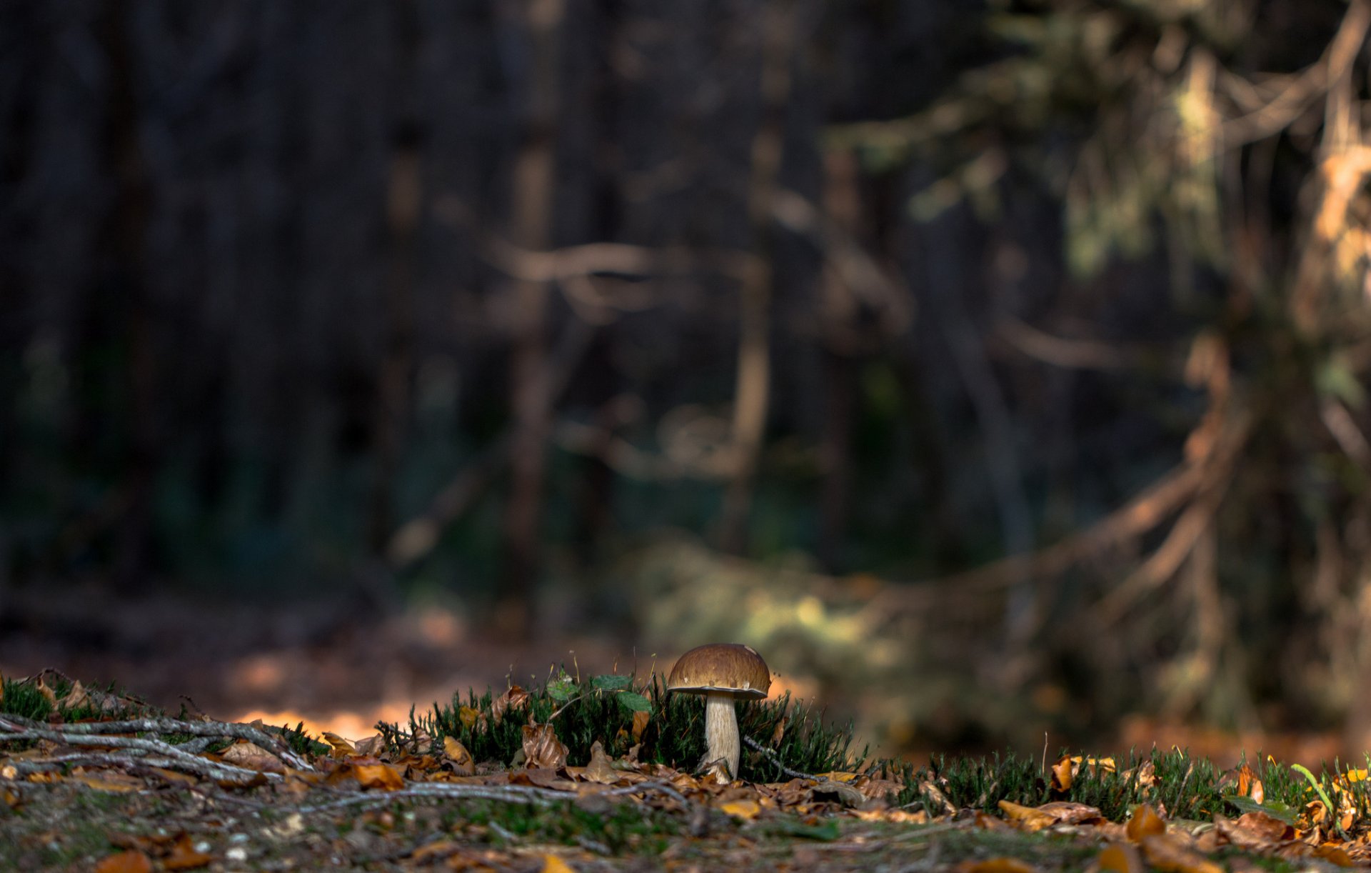 fungo bianco foresta muschio natura