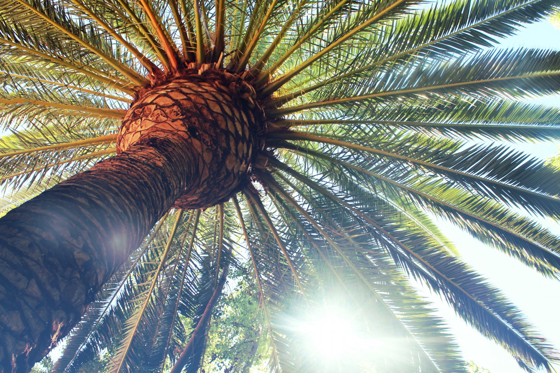 palme blätter baum