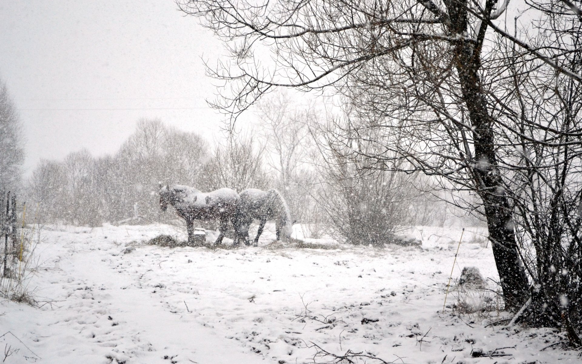 inverno neve cavalli