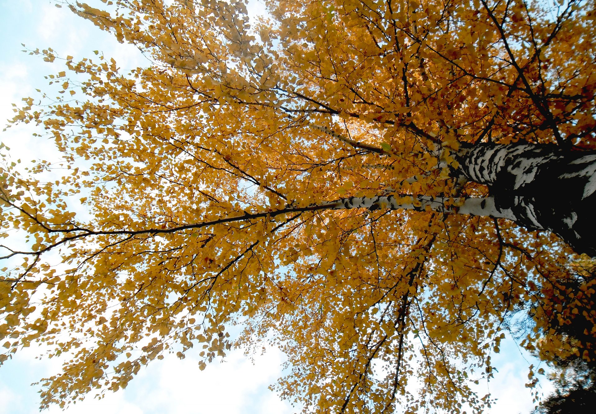 tree birch branches leaves autumn