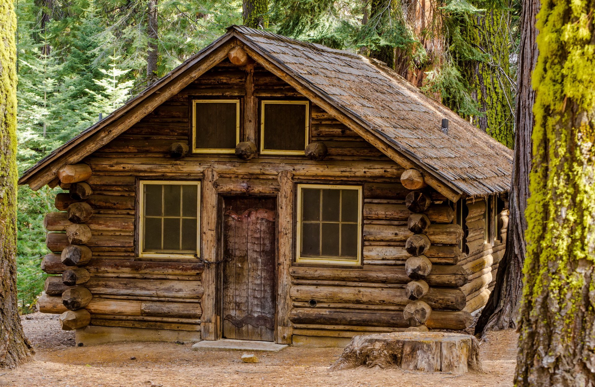 forêt maison en bois hutte souche arbres