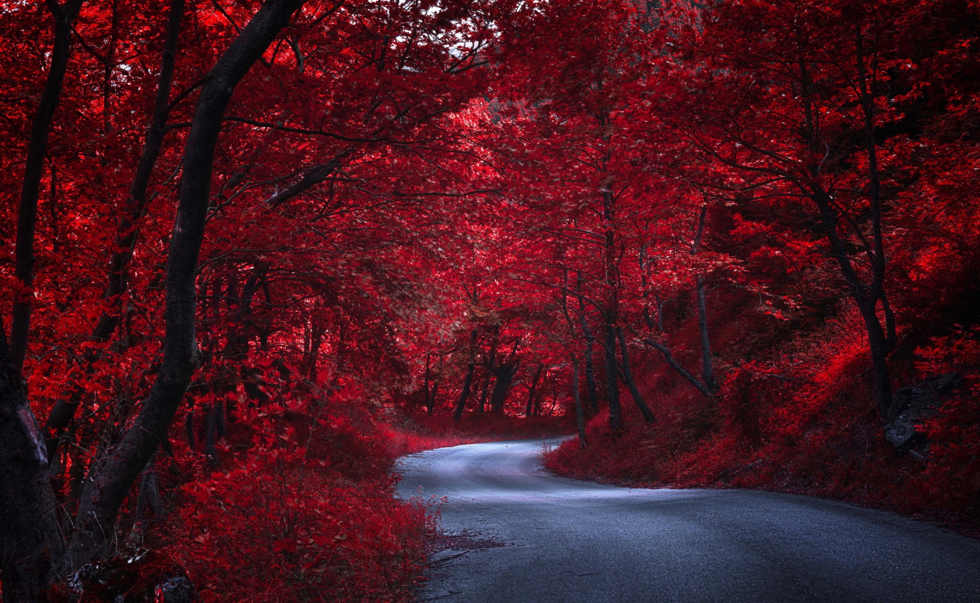 route arbres nature