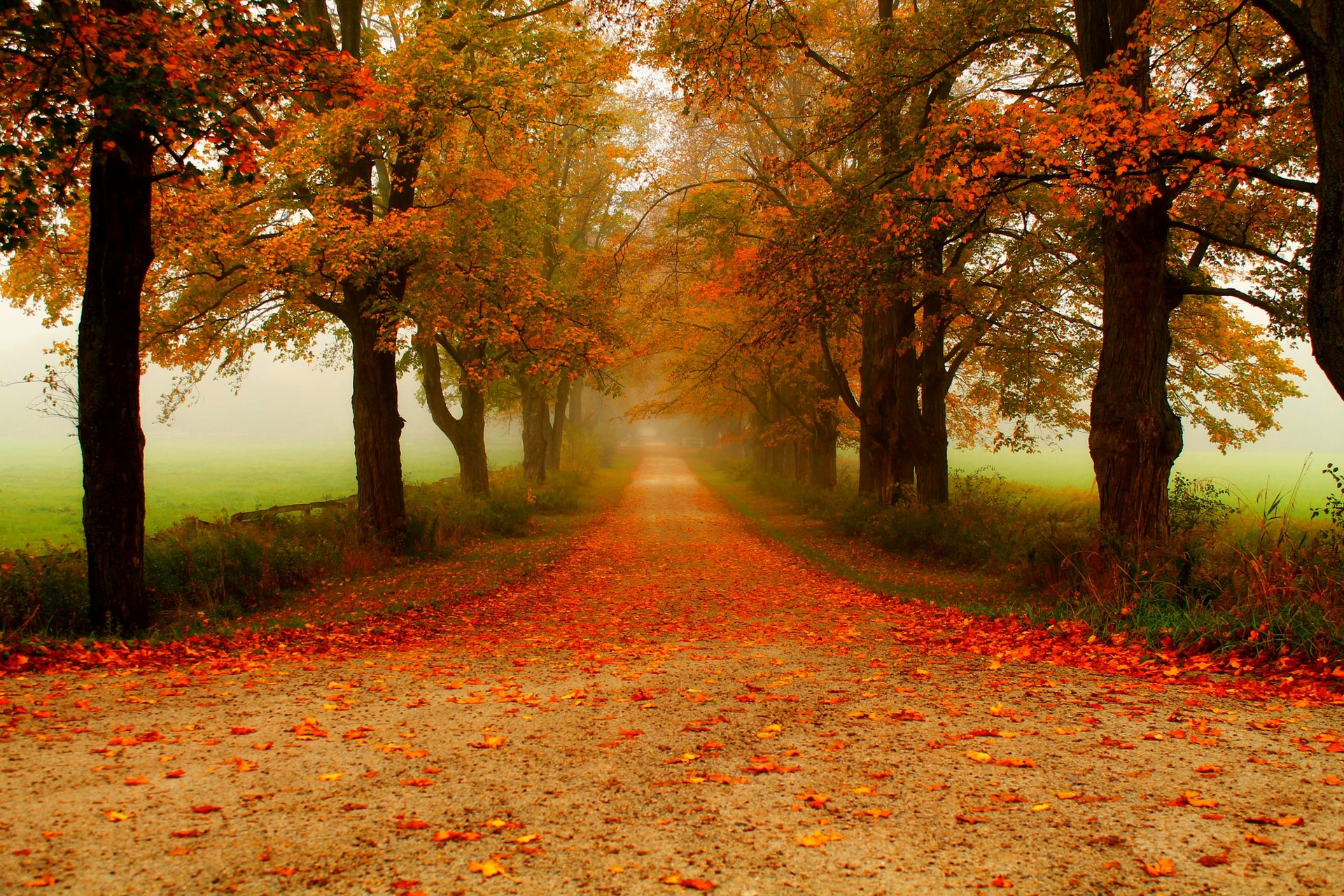 nature forêt parc arbres feuilles coloré route automne automne couleurs promenade