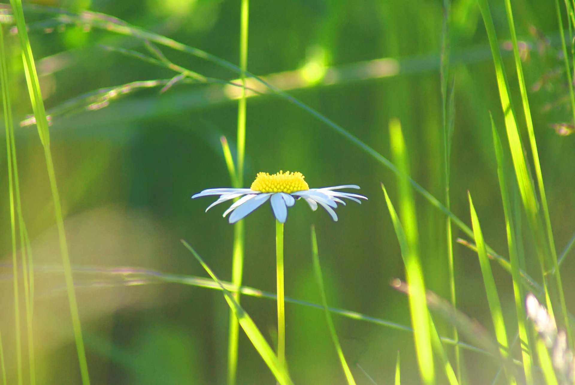 fleur camomille pétales prairie champ herbe