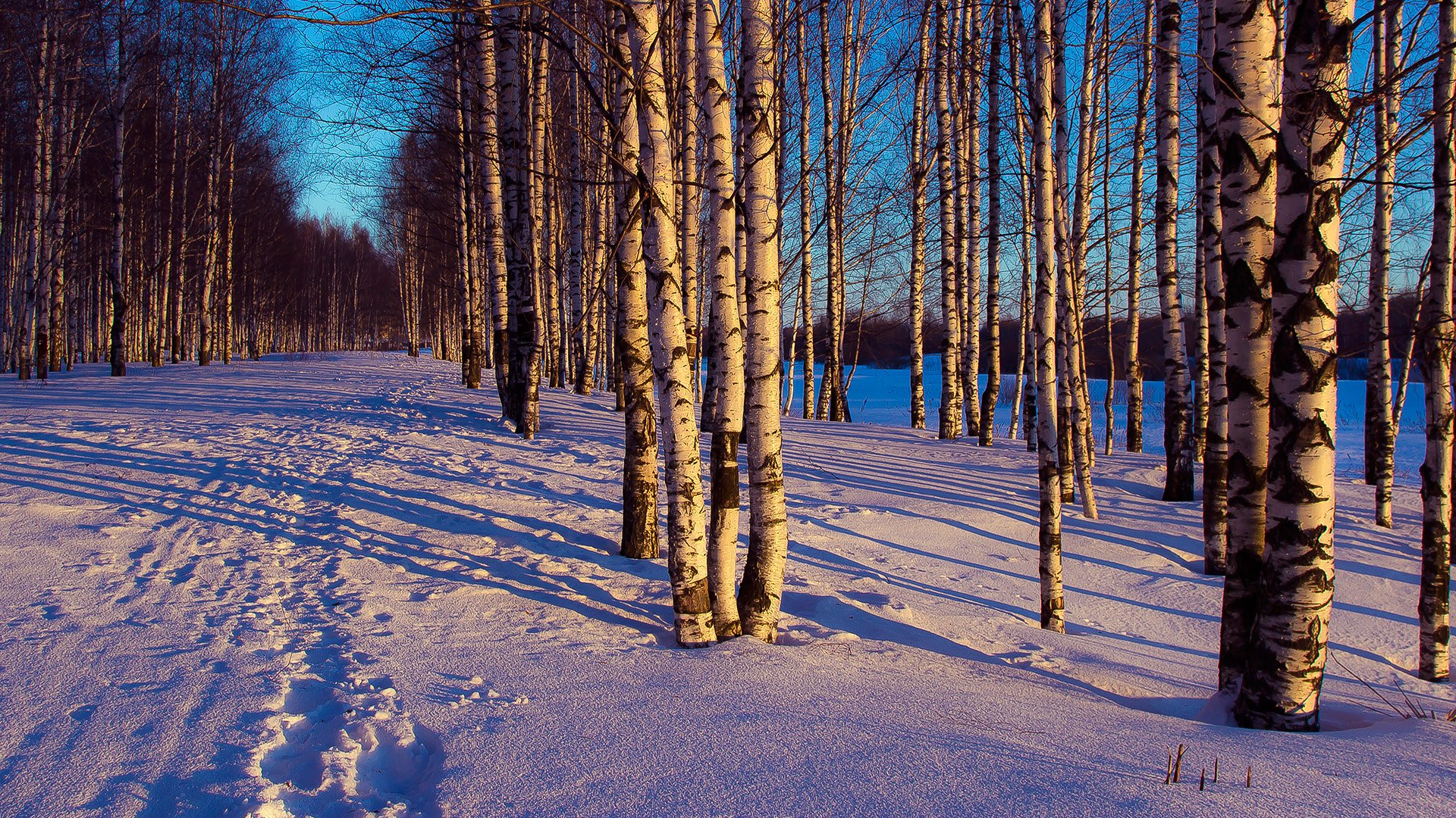 winter abend wald bäume schnee spuren landschaft