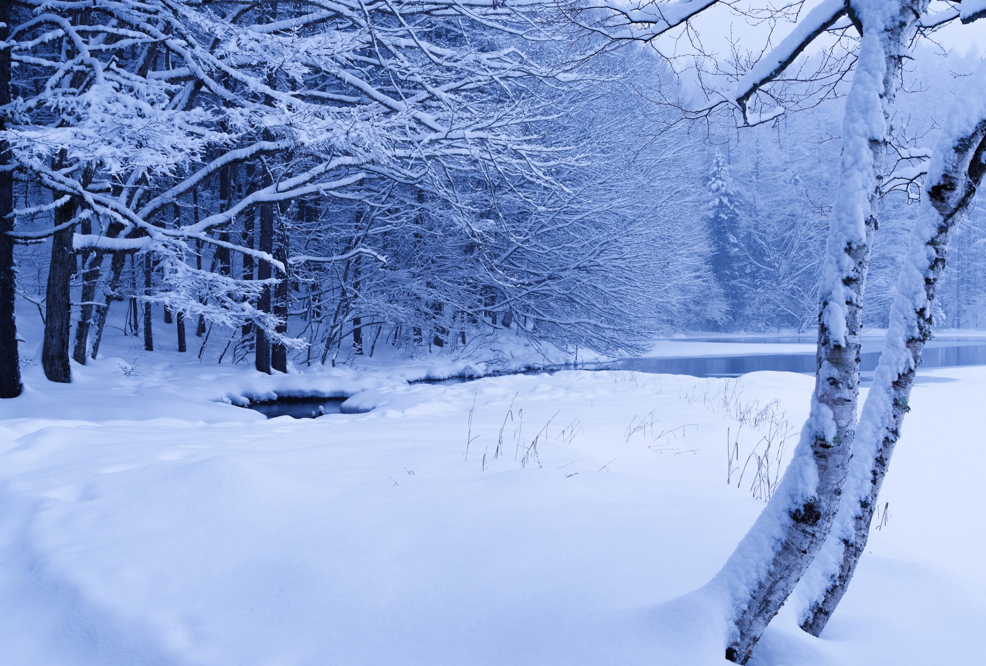 foresta ruscello stagno inverno neve alberi