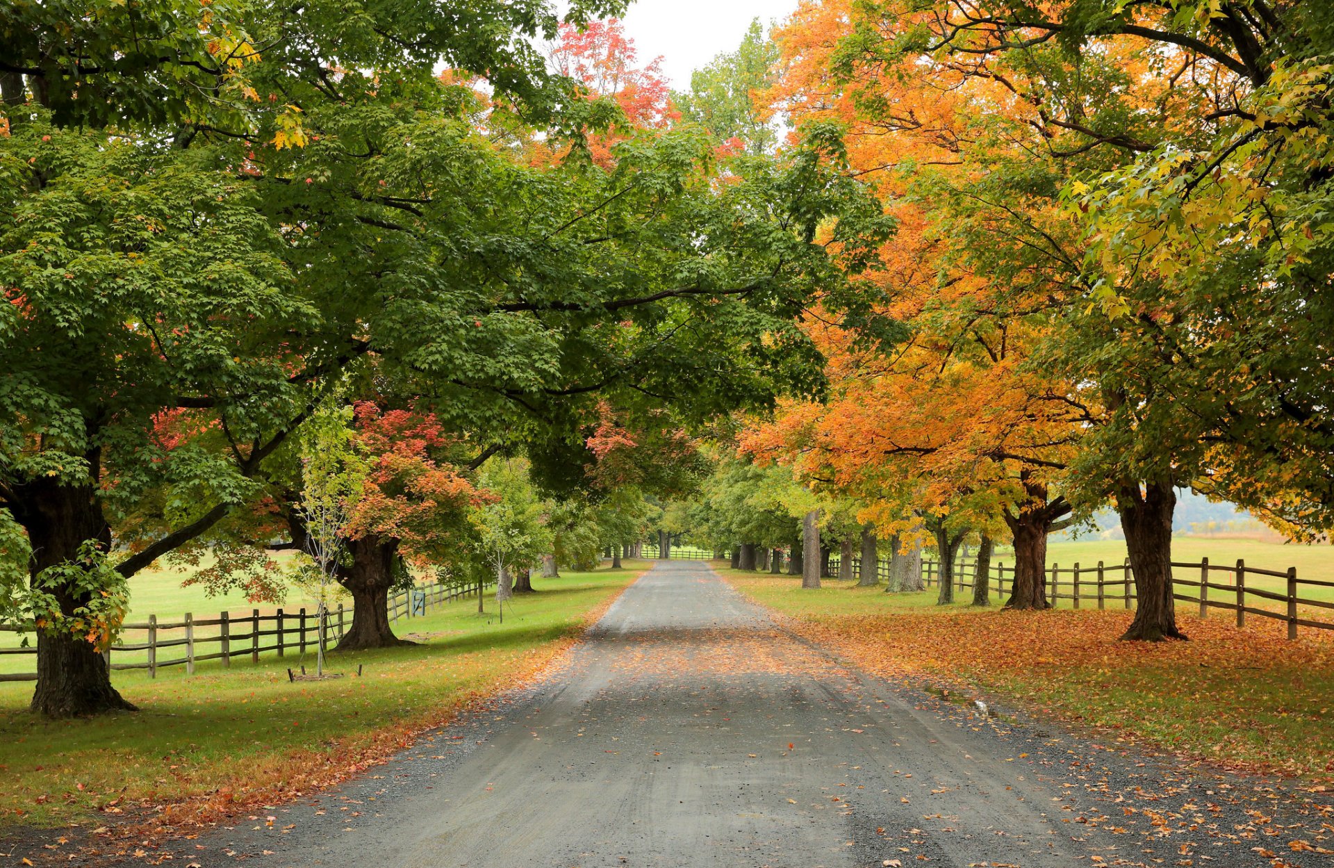 road tree autumn nature