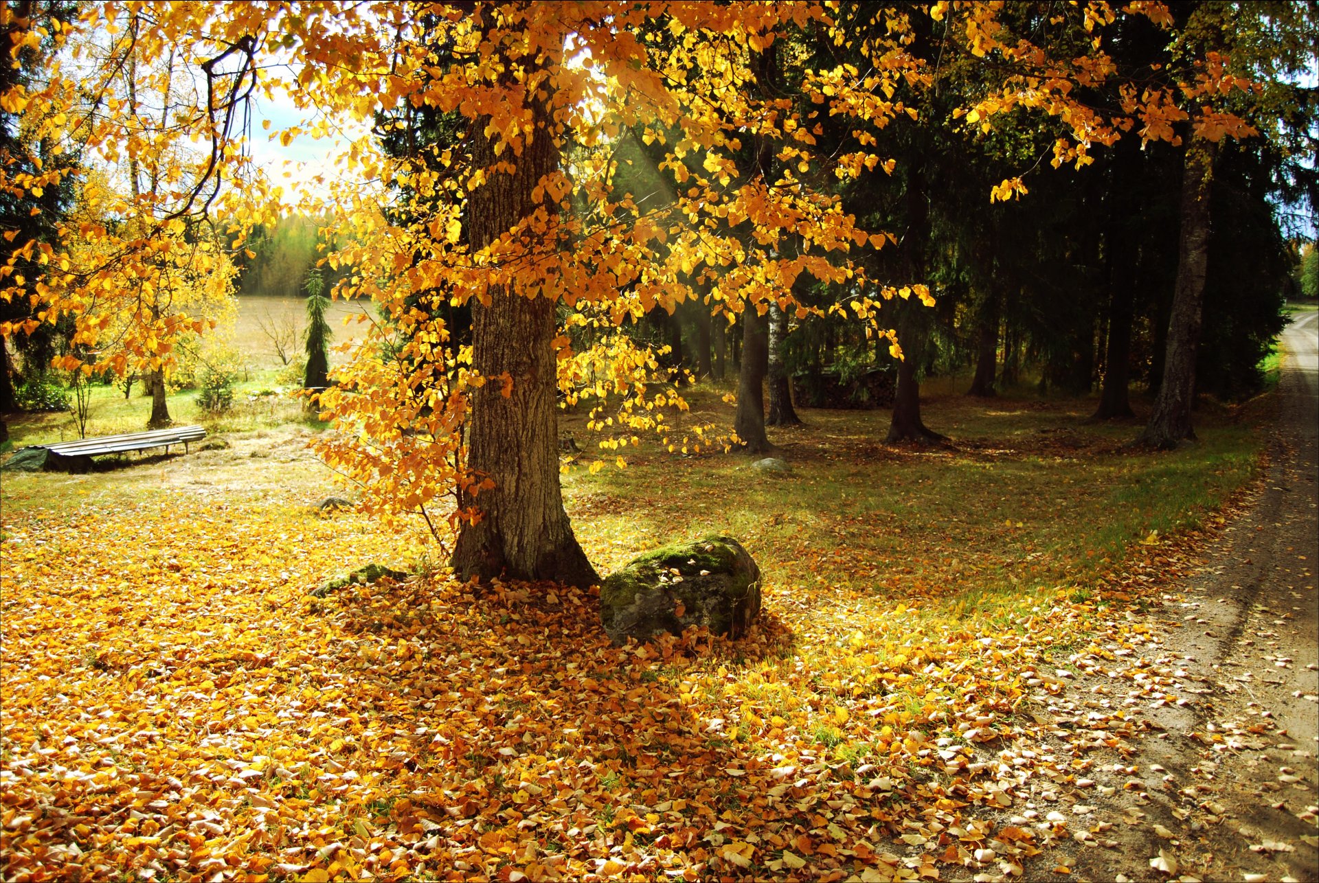 jesień park drzewa liście ścieżka natura zdjęcie