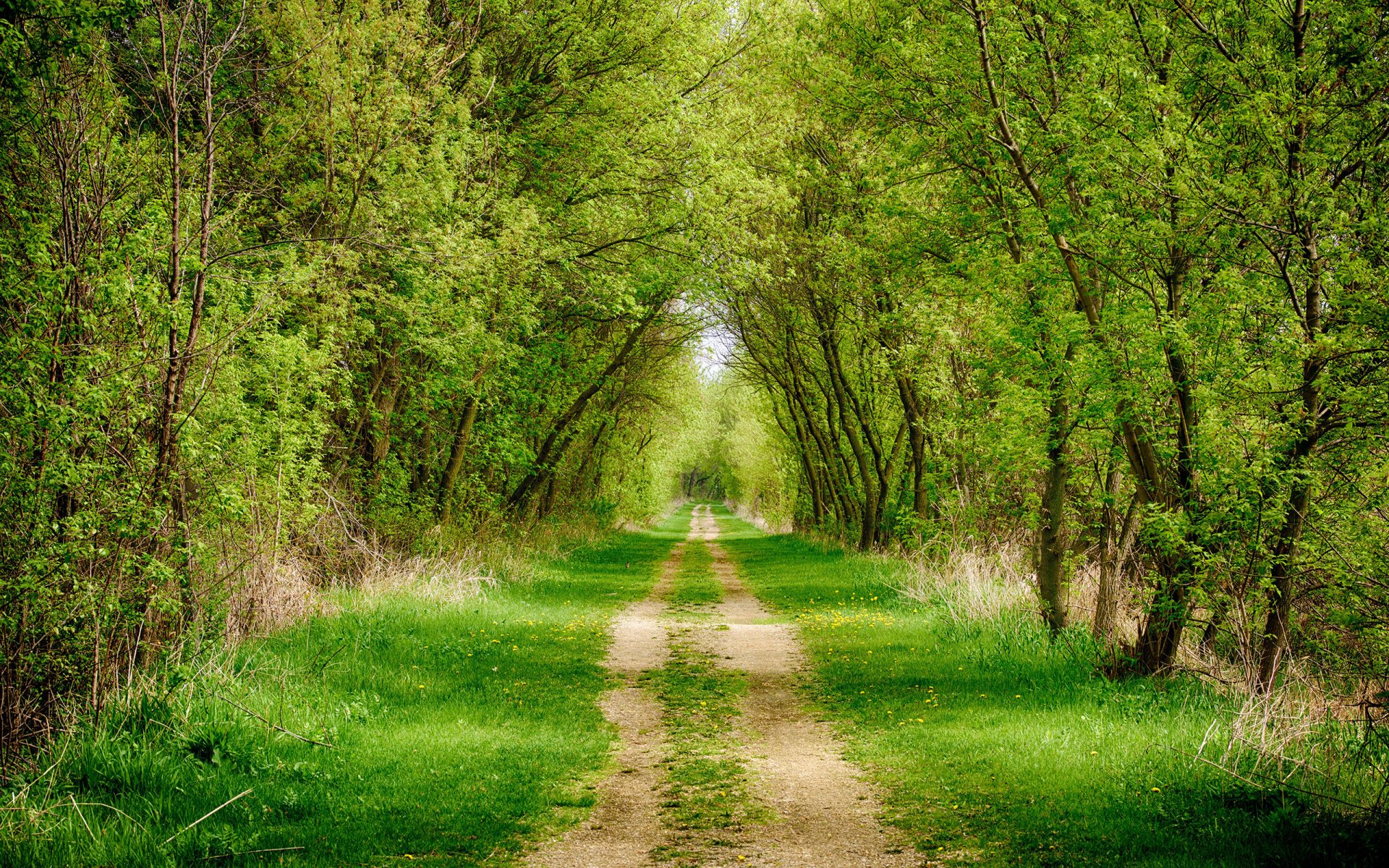 wald straße fußweg gras bäume gasse