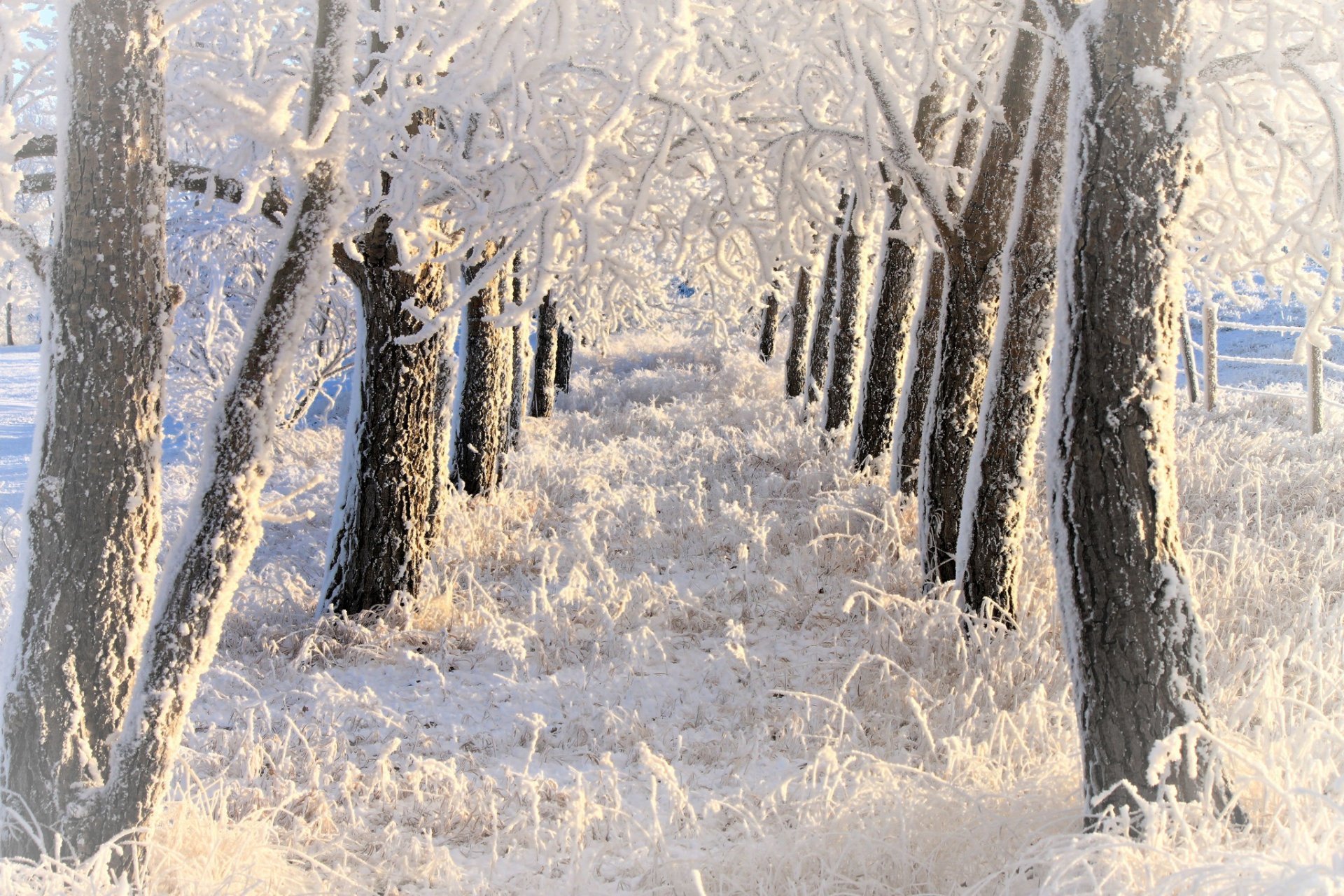 winter schnee frost bäume