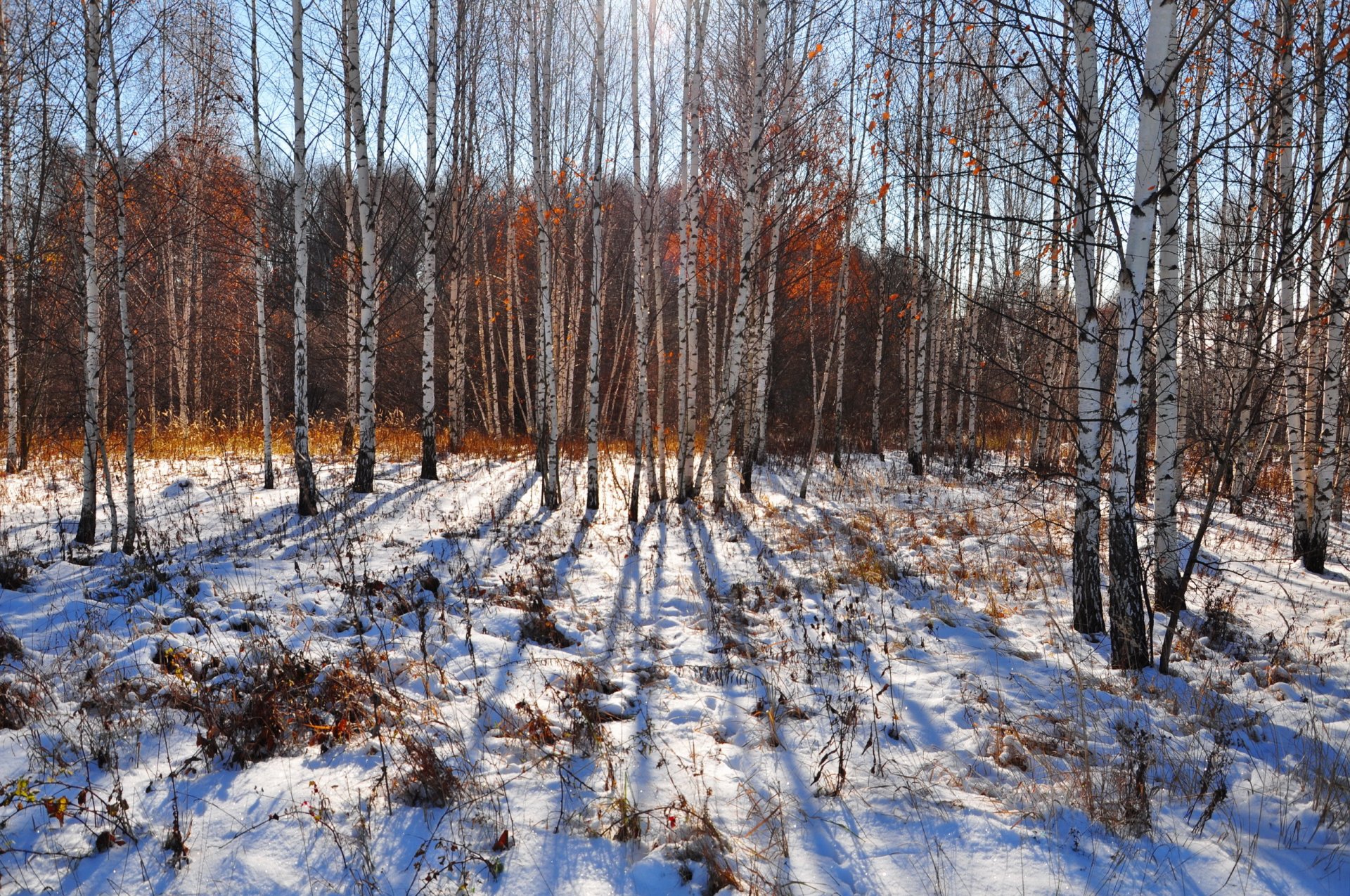 schnee herbst natur