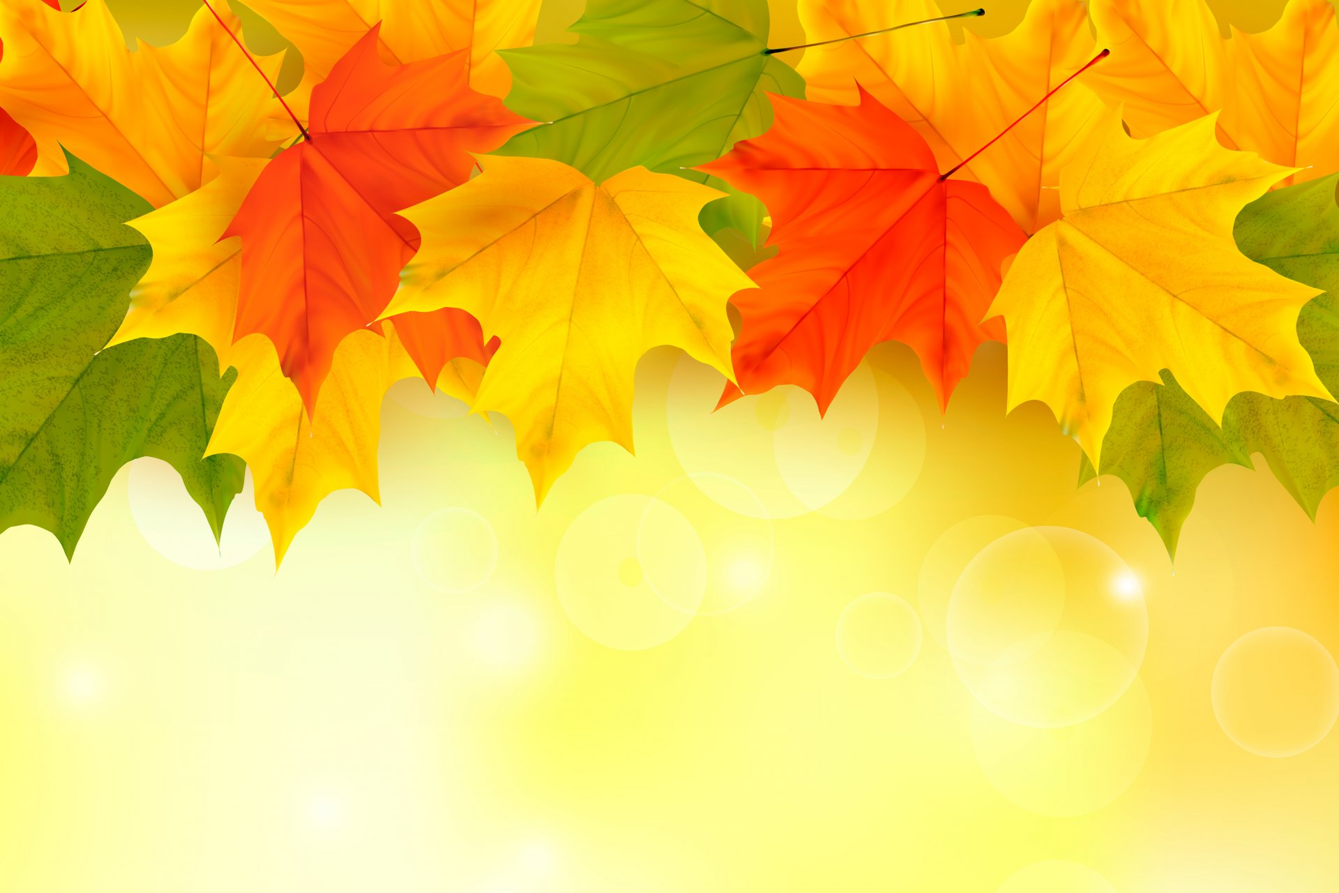 autumn leaves maple autumn background