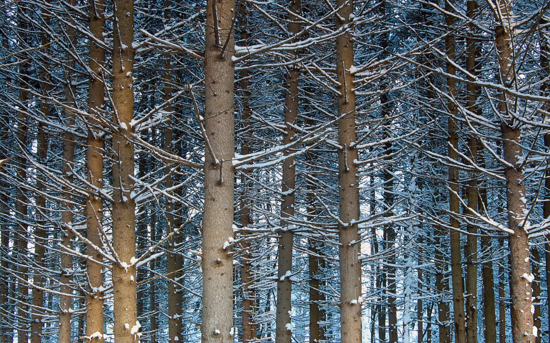 bäume wald natur