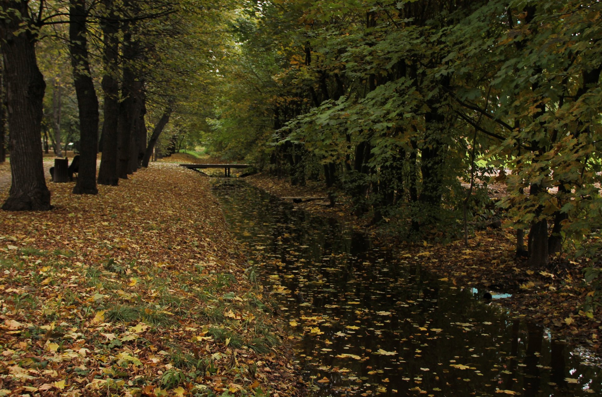 autunno alberi foglie acqua cespugli carta da parati