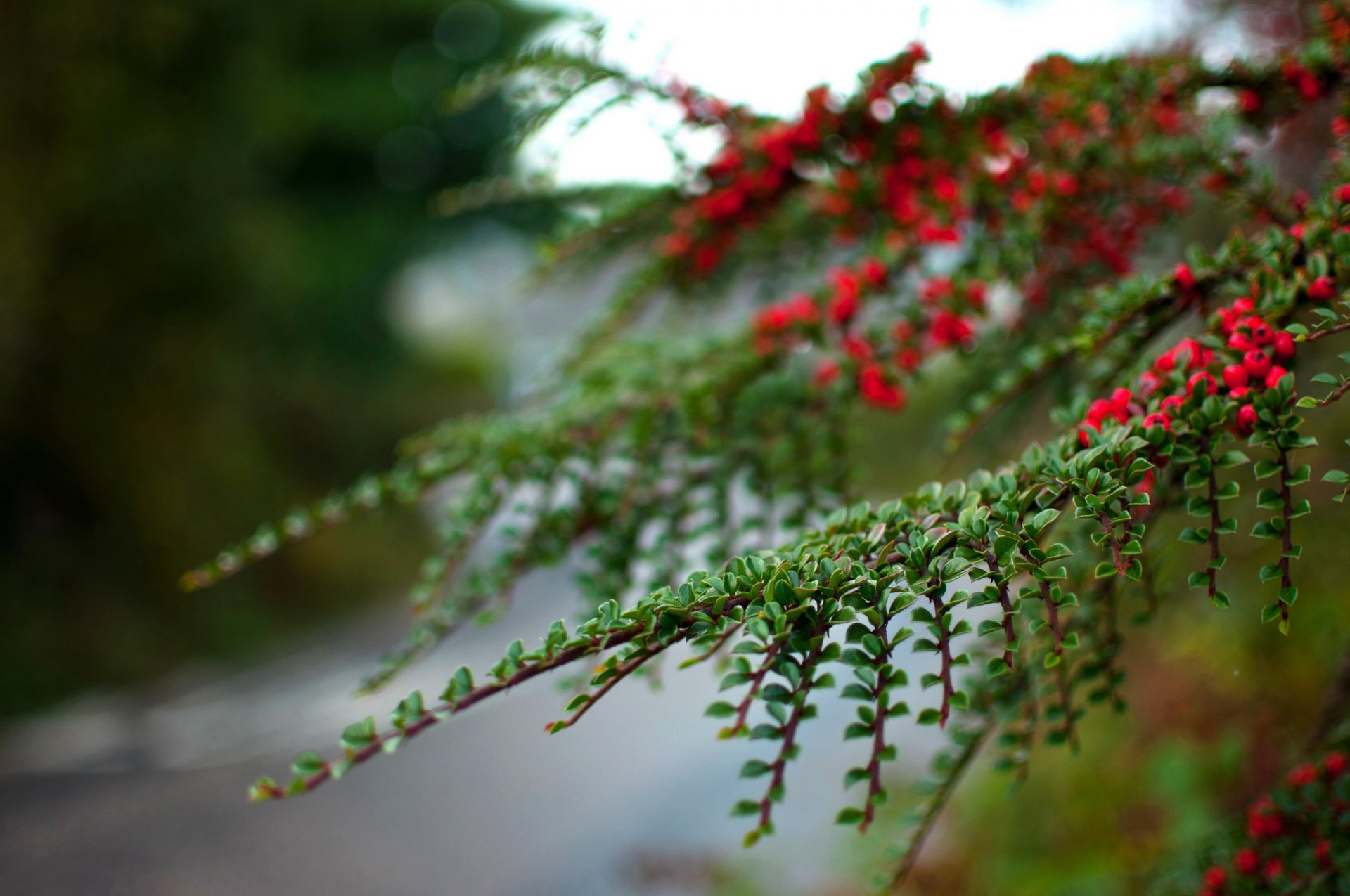 branch leaves berries close up