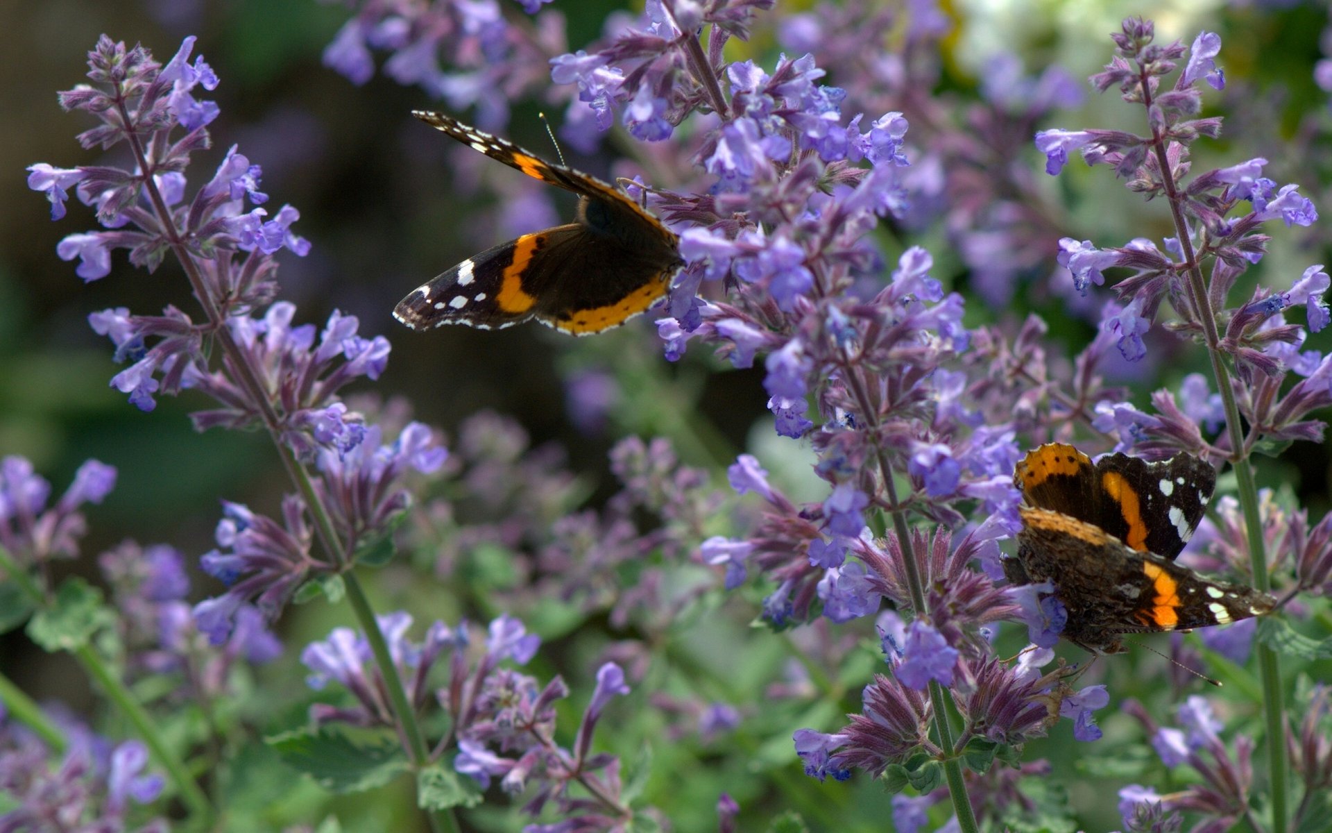 papillons amiral lavande fleurs gros plan