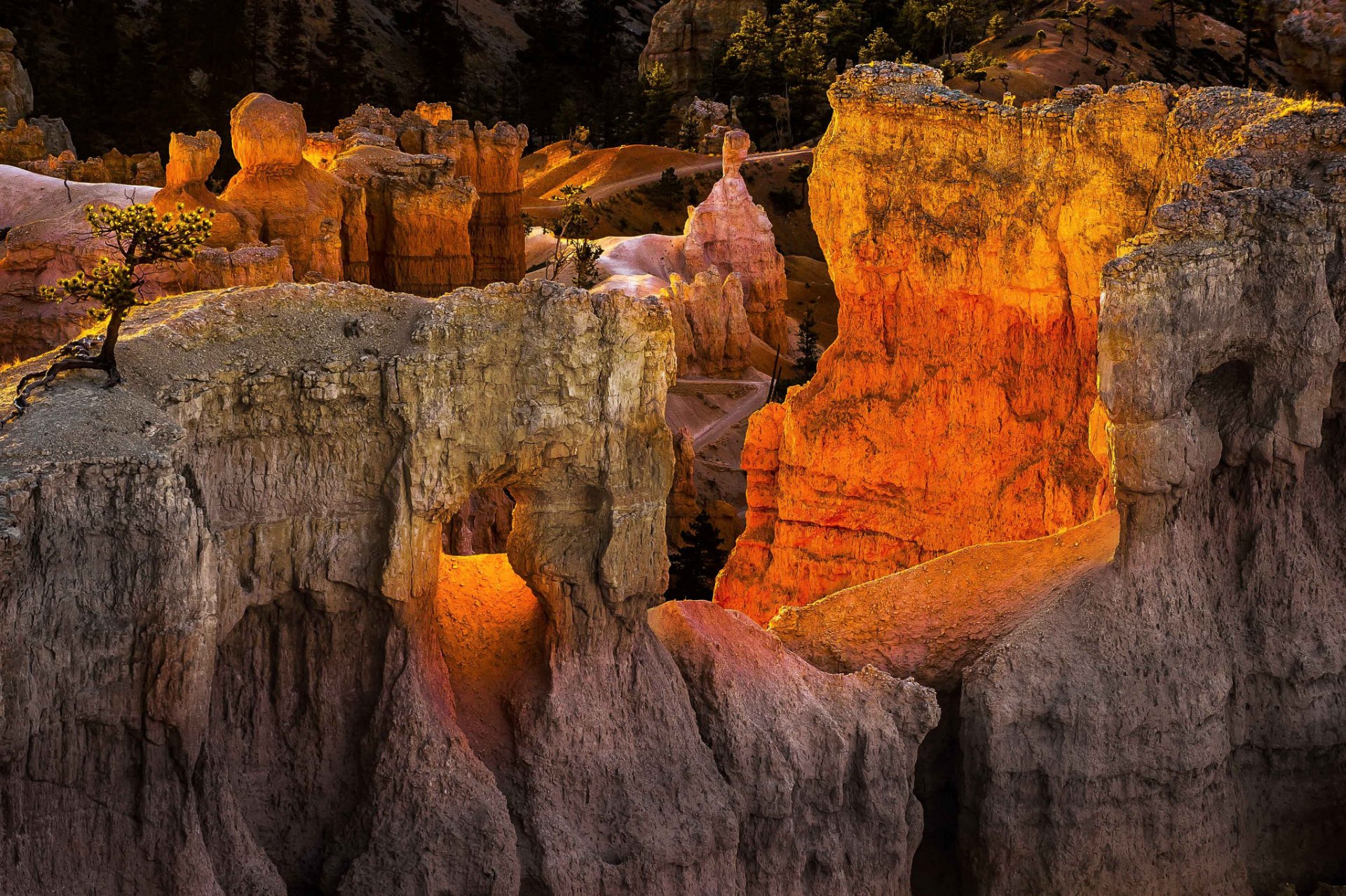 parc national de bryce canyon utah usa roches montagnes arbre coucher de soleil