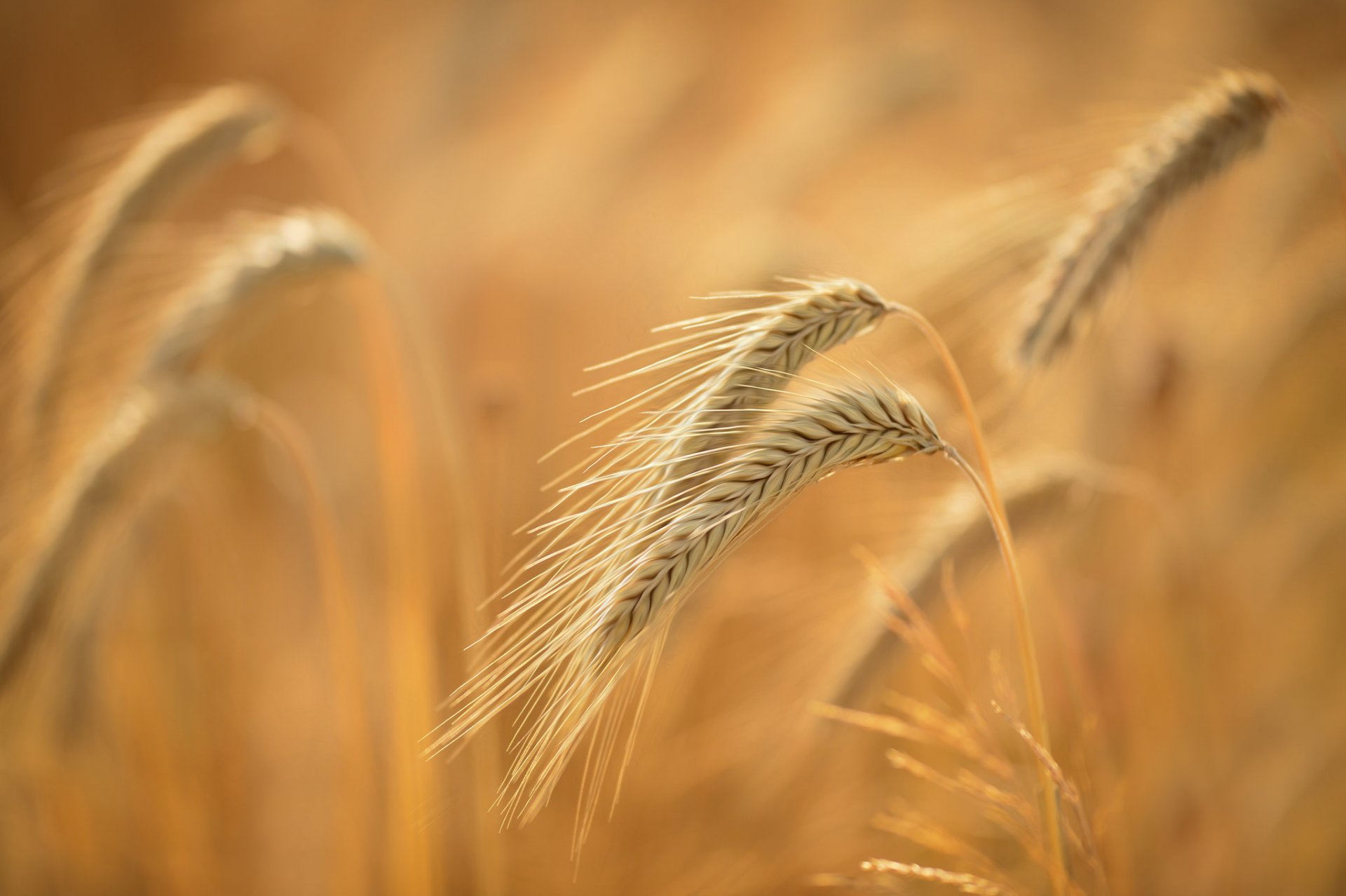 the field ears close up summer