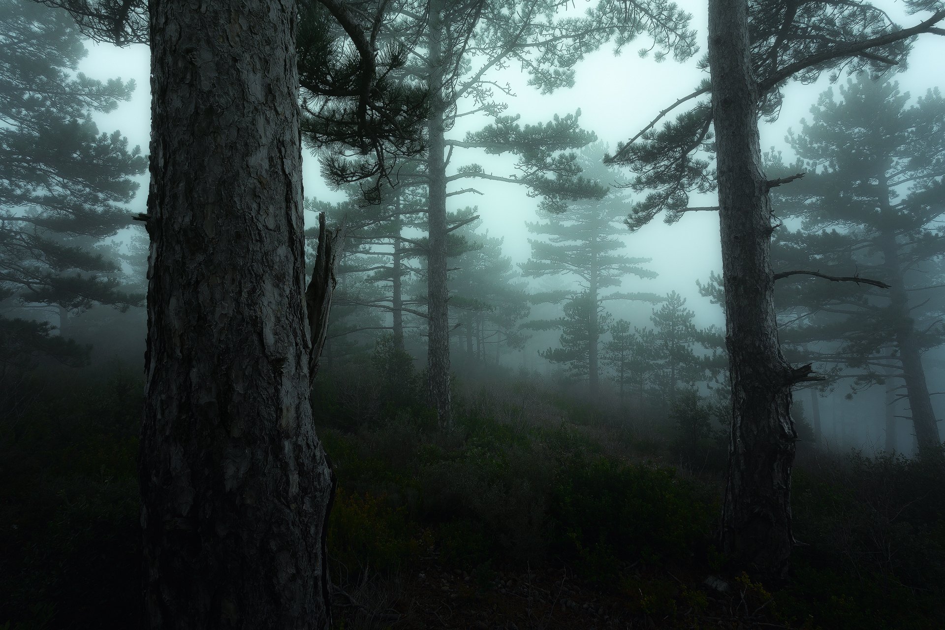 david bouscarle bonnier bosque francia verde luberon niebla musgo nikon provenza árbol vegetación neblina árboles