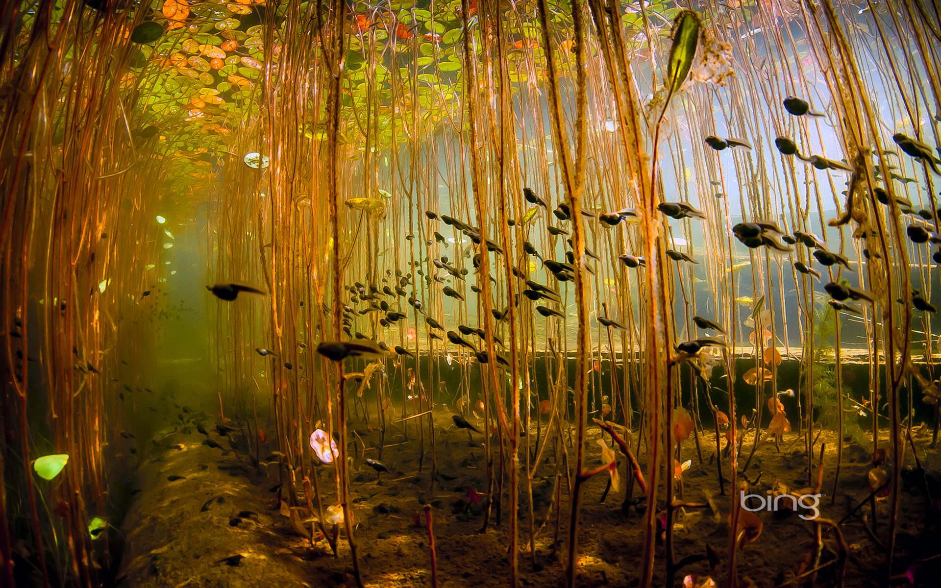 tadpoles cedar lake campbell river vancouver island british columbia canada