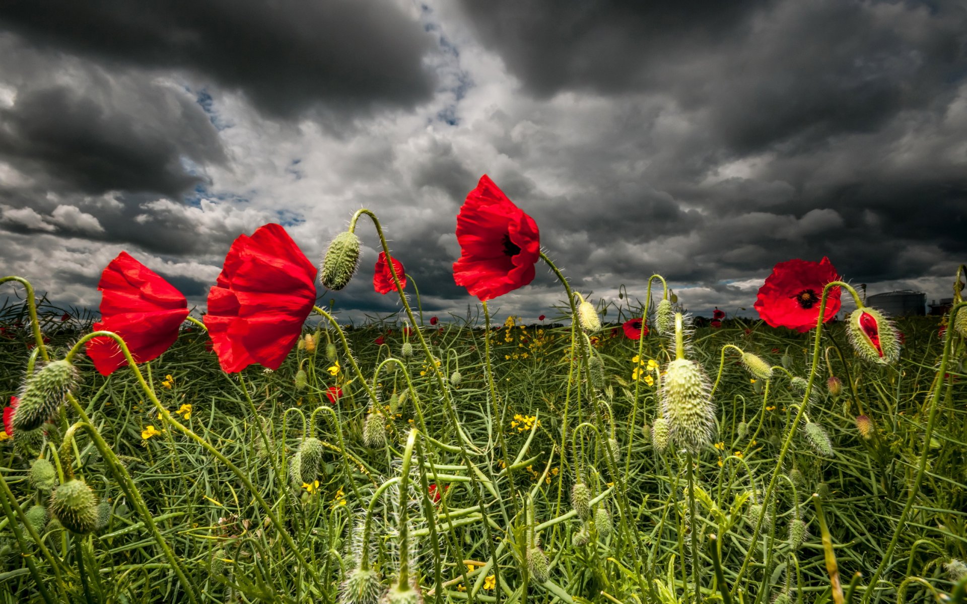 flores amapolas naturaleza