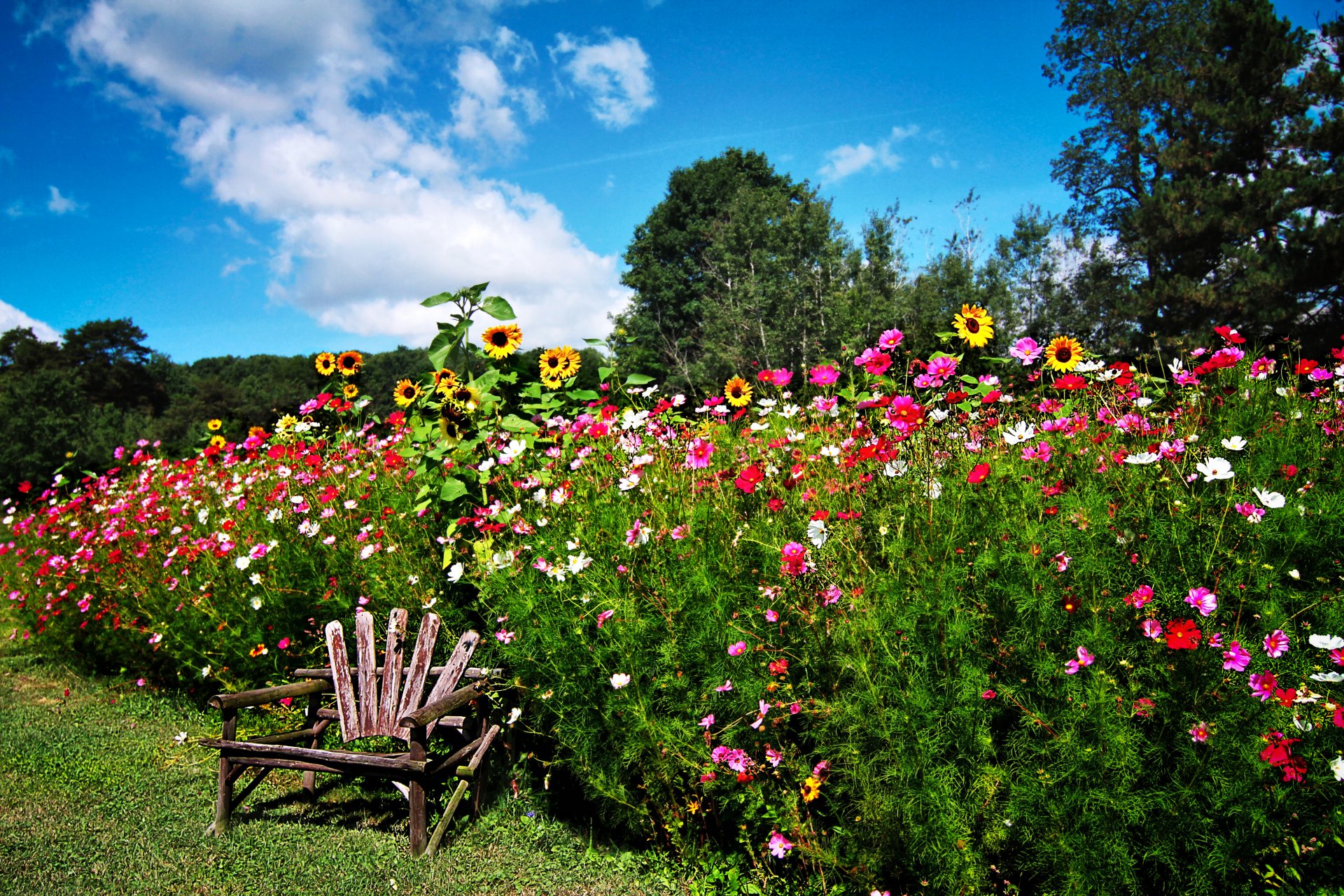 giardino alberi erba cespugli fiori cosmea girasole sedia