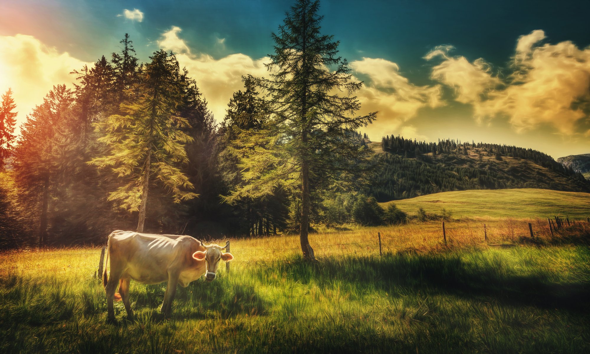 campo alberi cielo nuvole mucca lavorazione