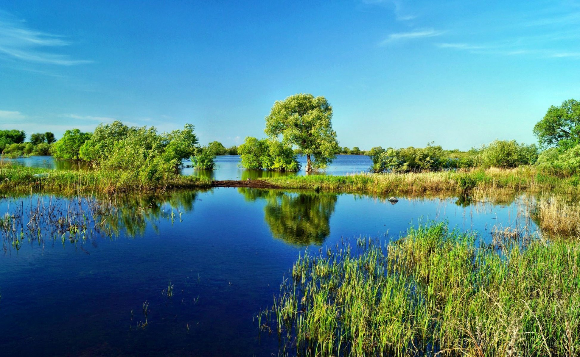 lake water tree grass reeds sky