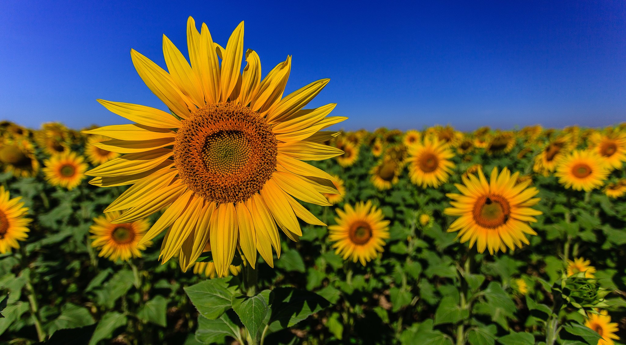 ciel champ tournesol pétales feuilles