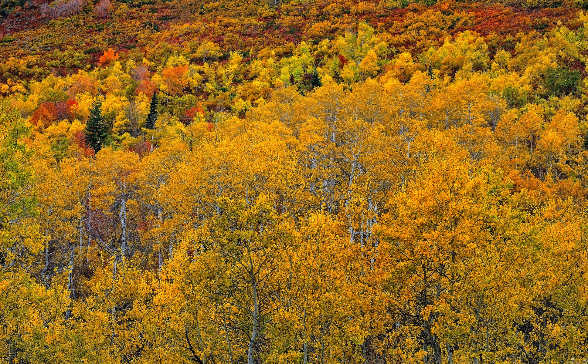 aspen colorado usa wald espe blätter herbst