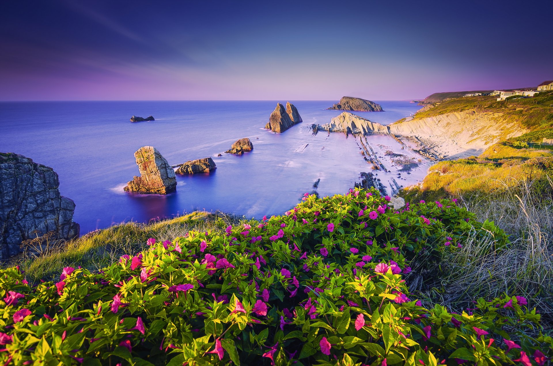 flower sea rock summer