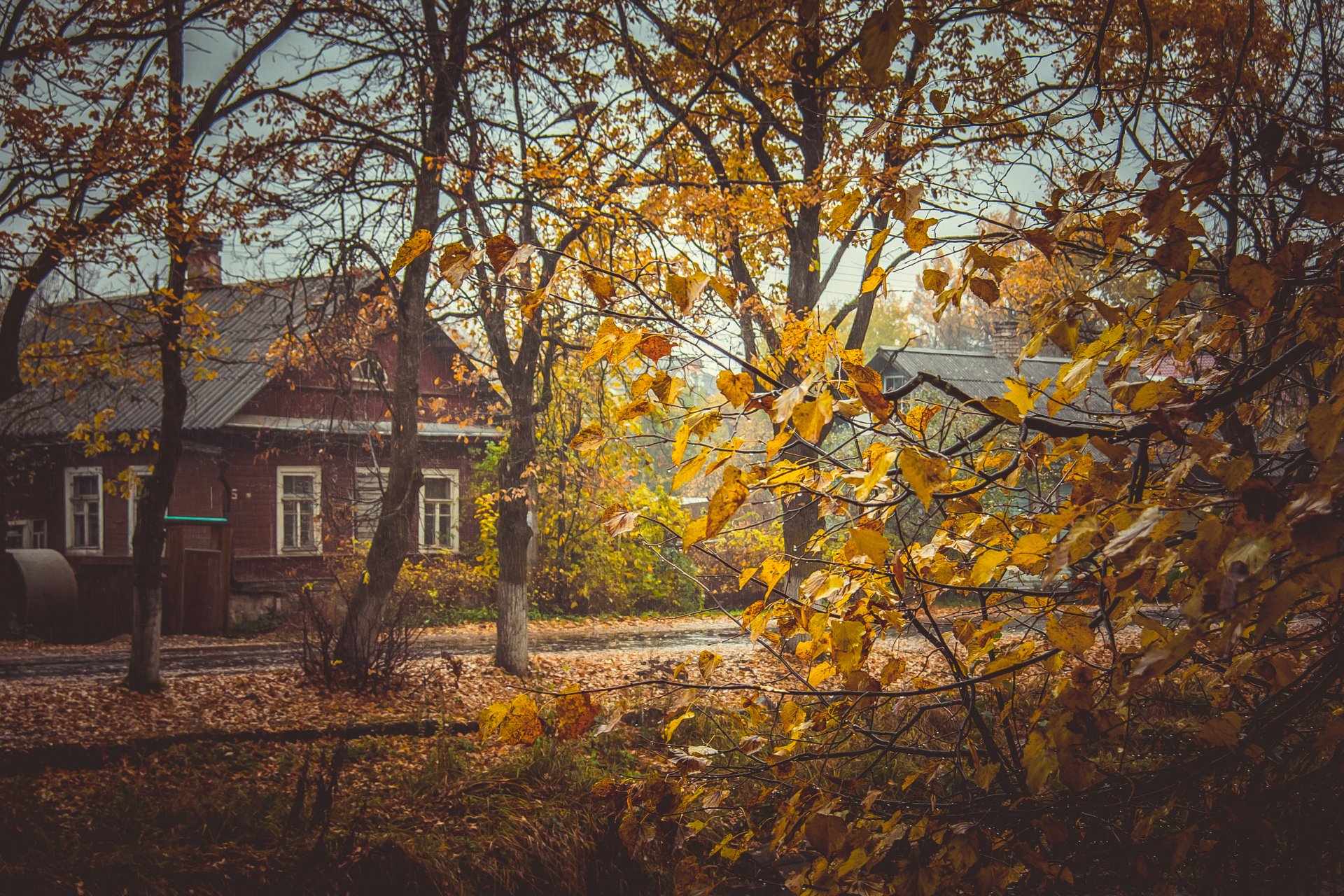 autumn leaves tree yellow house village russia rustic