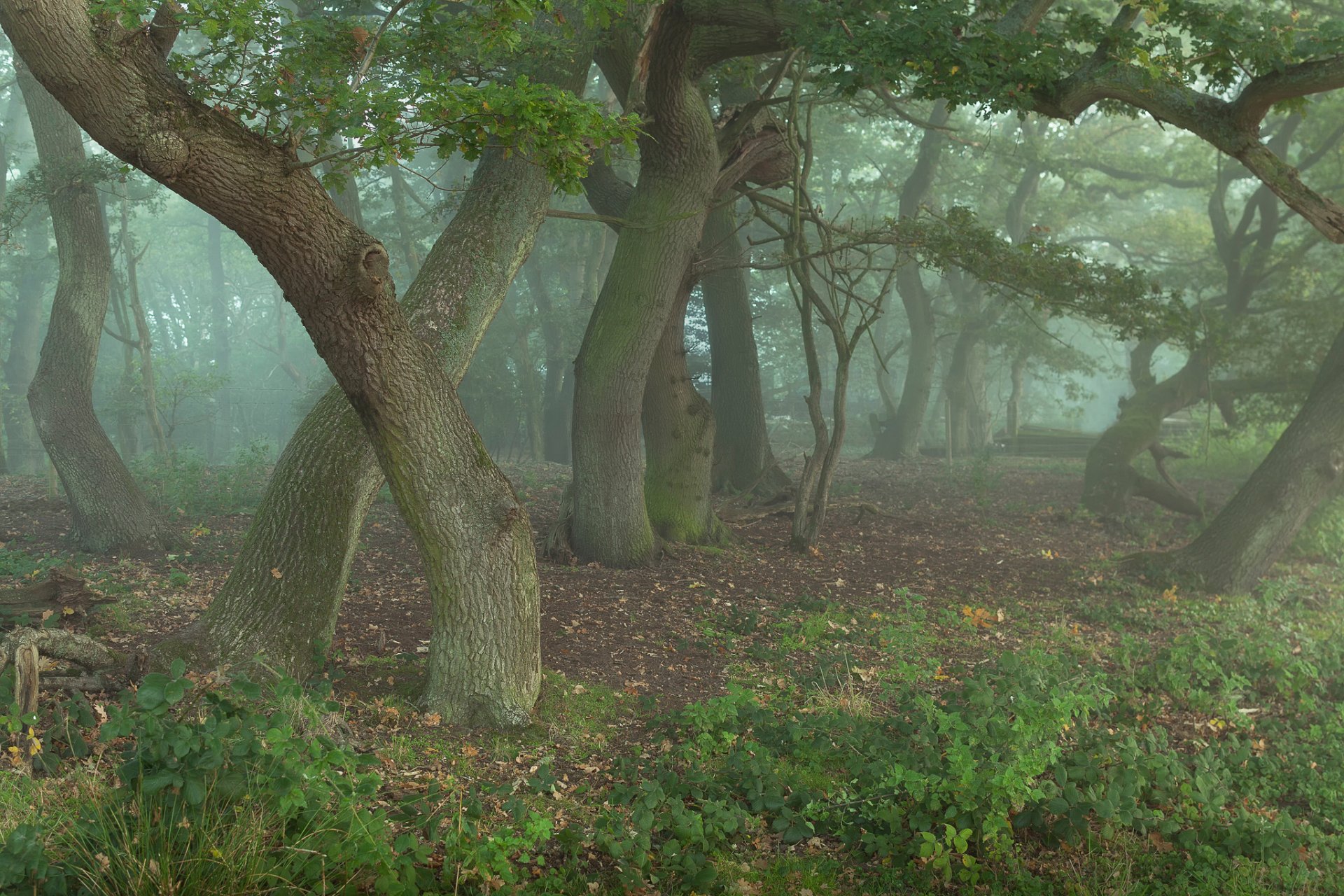 bosque árboles robles hechiceros algo susurrando en la niebla