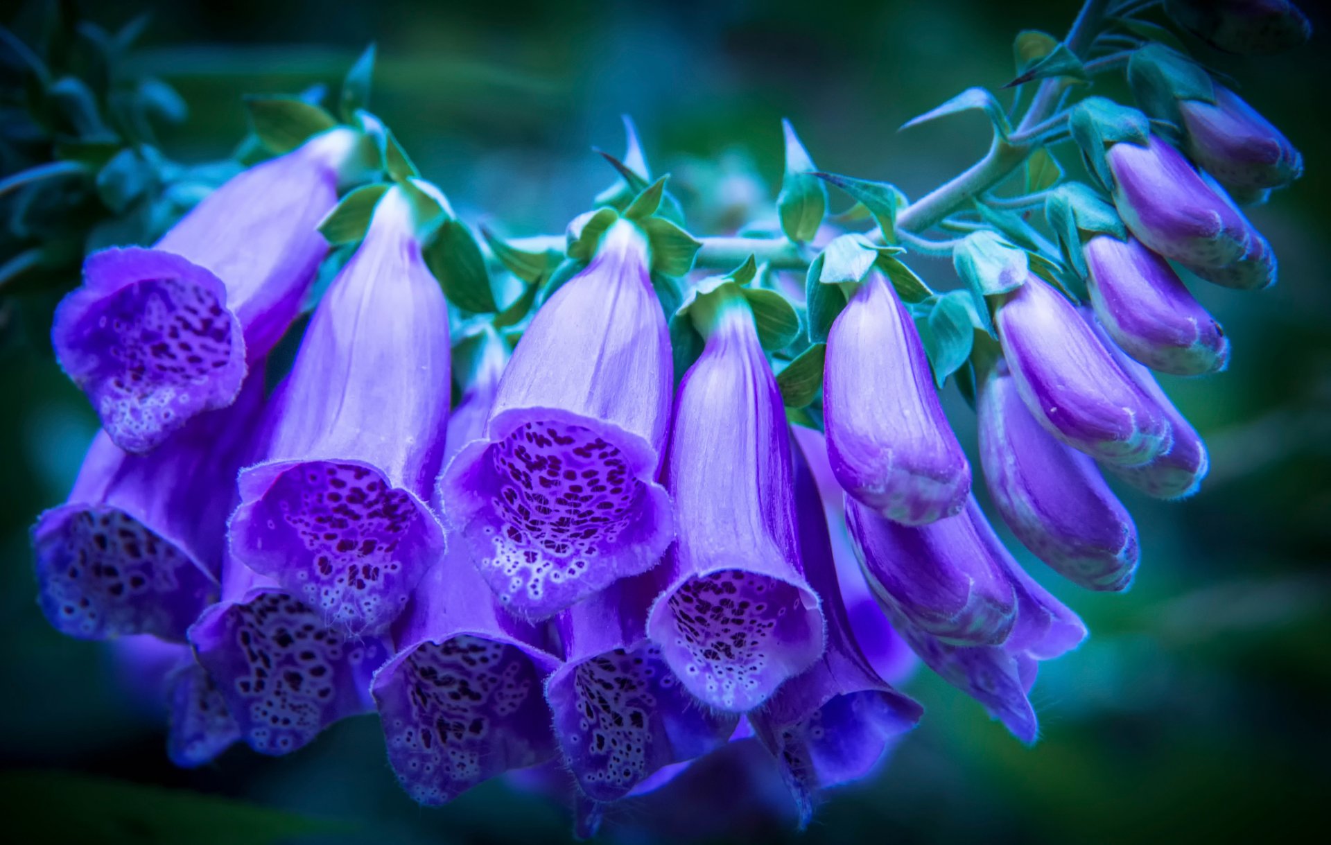 digitale bourgeons violet