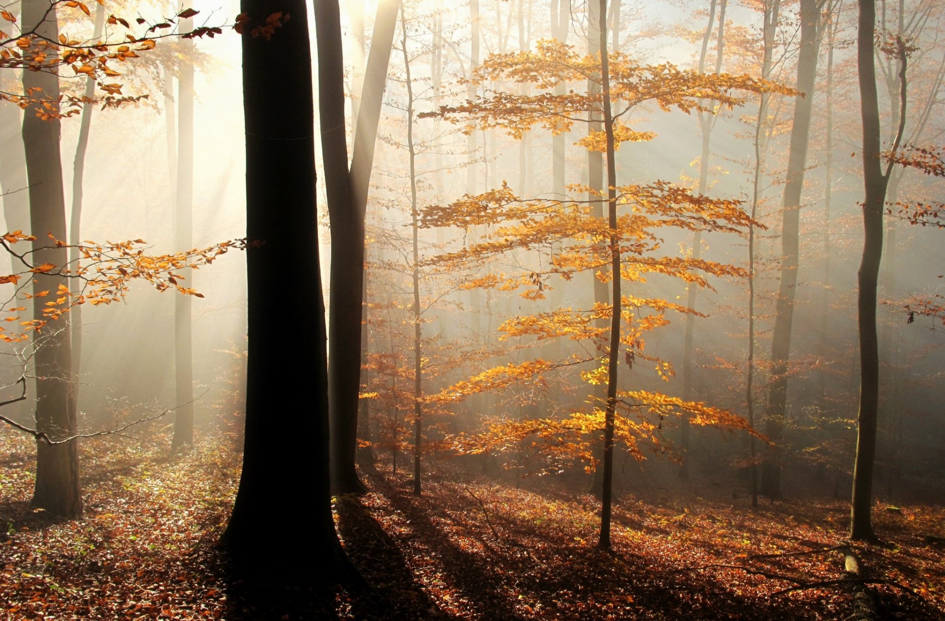 forest rays fog tree leaves autumn