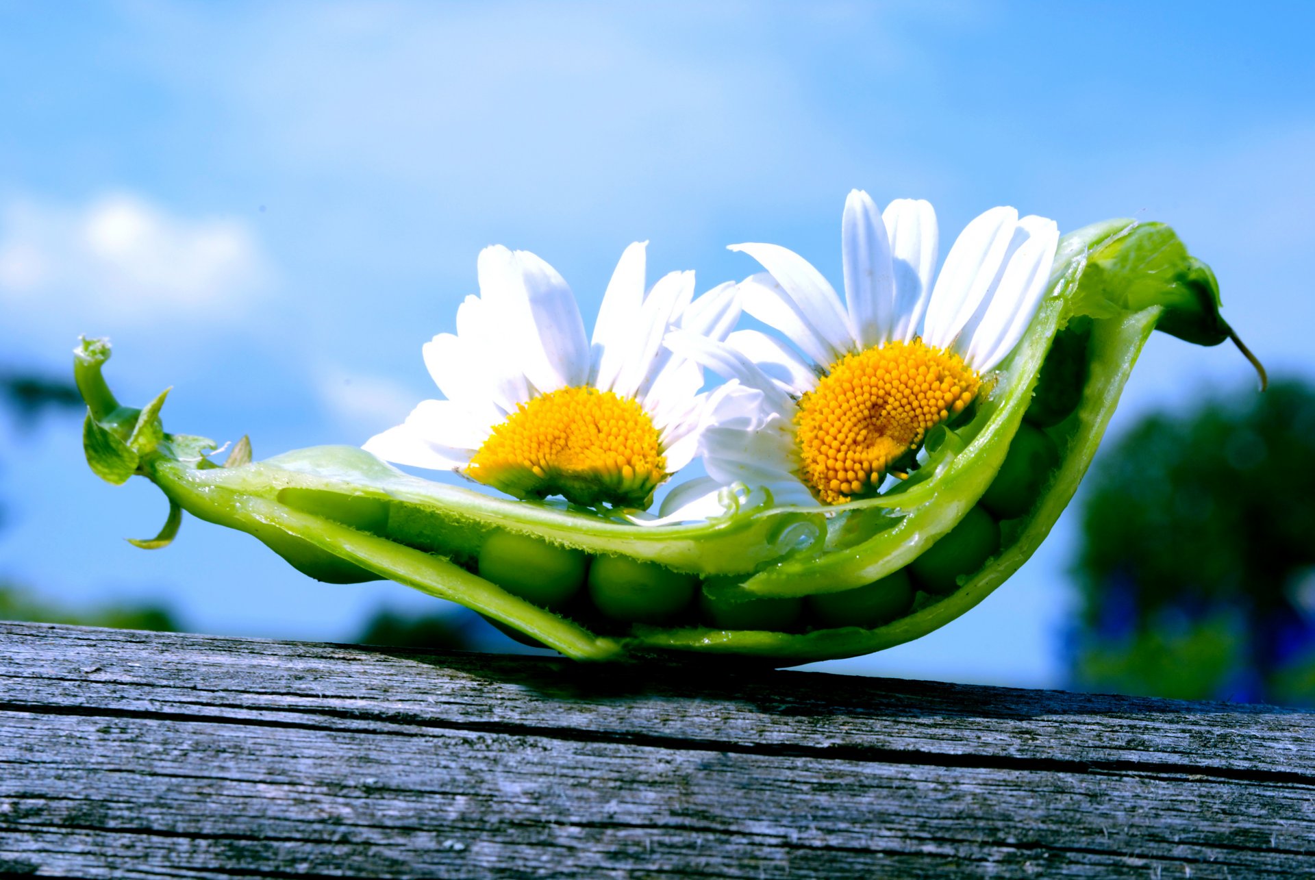 nature fleurs marguerites pois ciel gousse pois