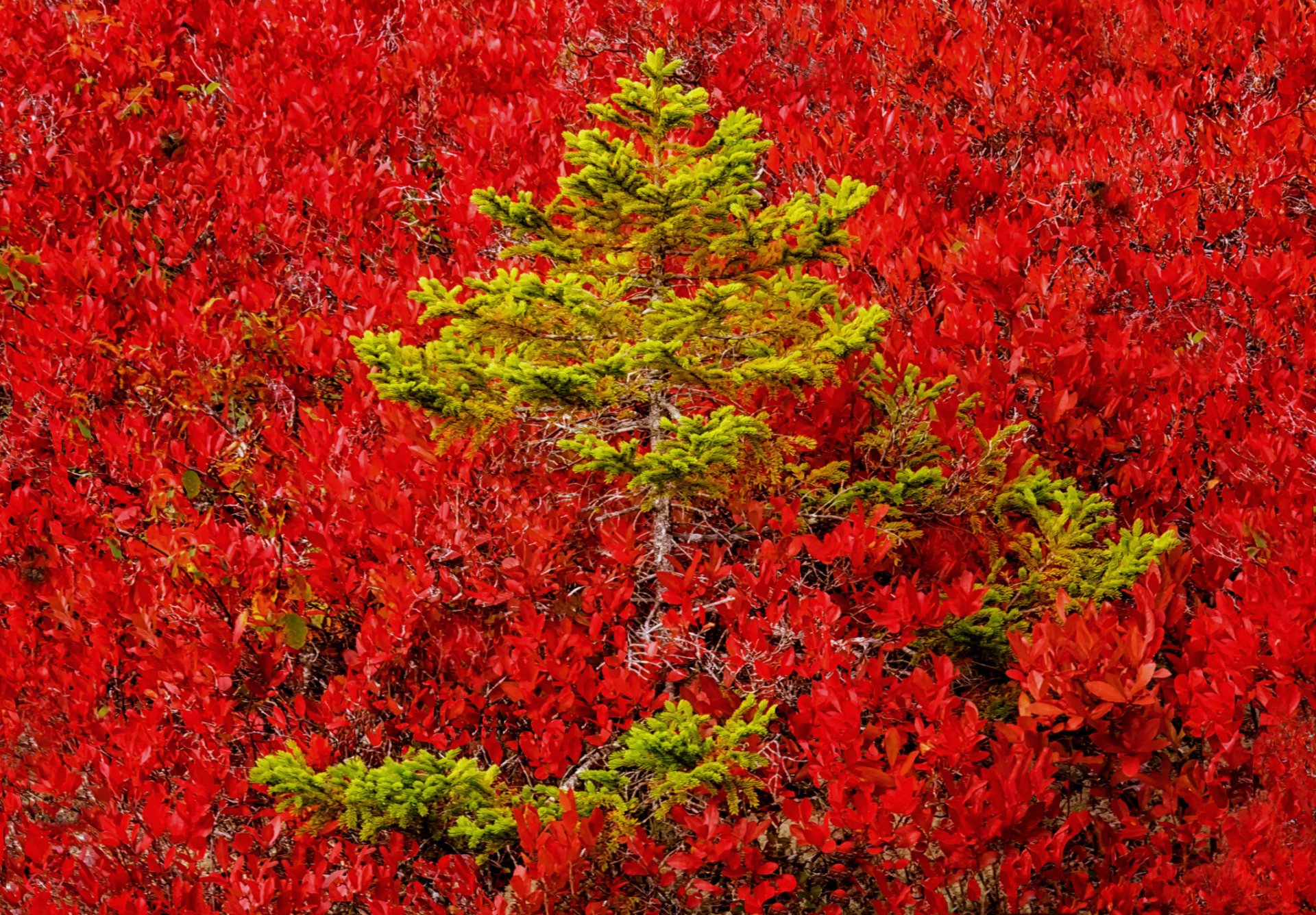 pendenza foresta pino alberi autunno colore vernice