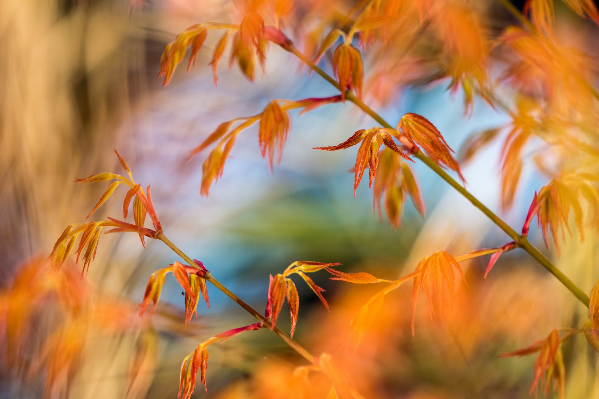 planta tallo hojas otoño