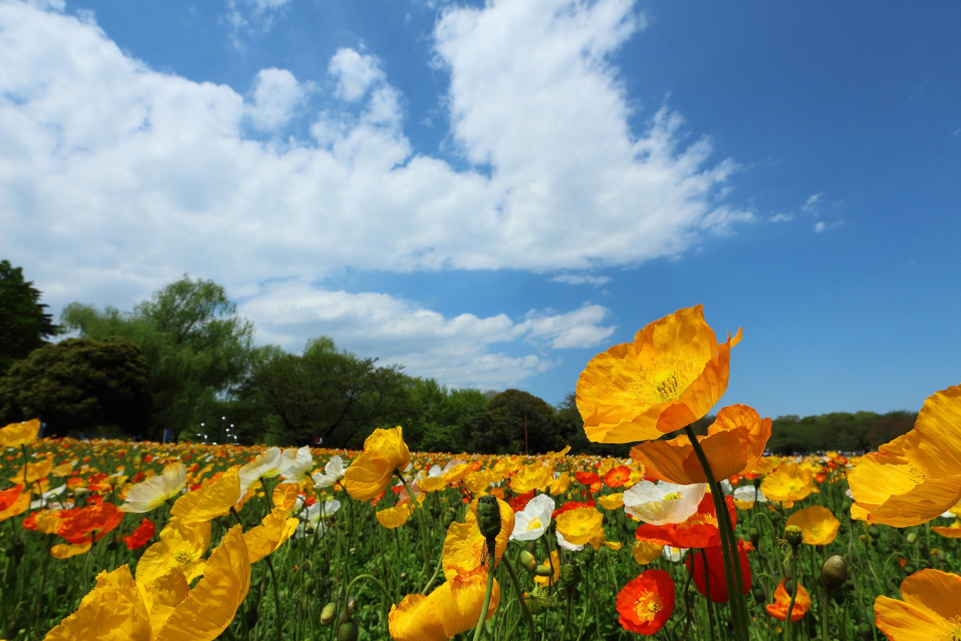 ciel nuages arbres champ pré fleurs coquelicots