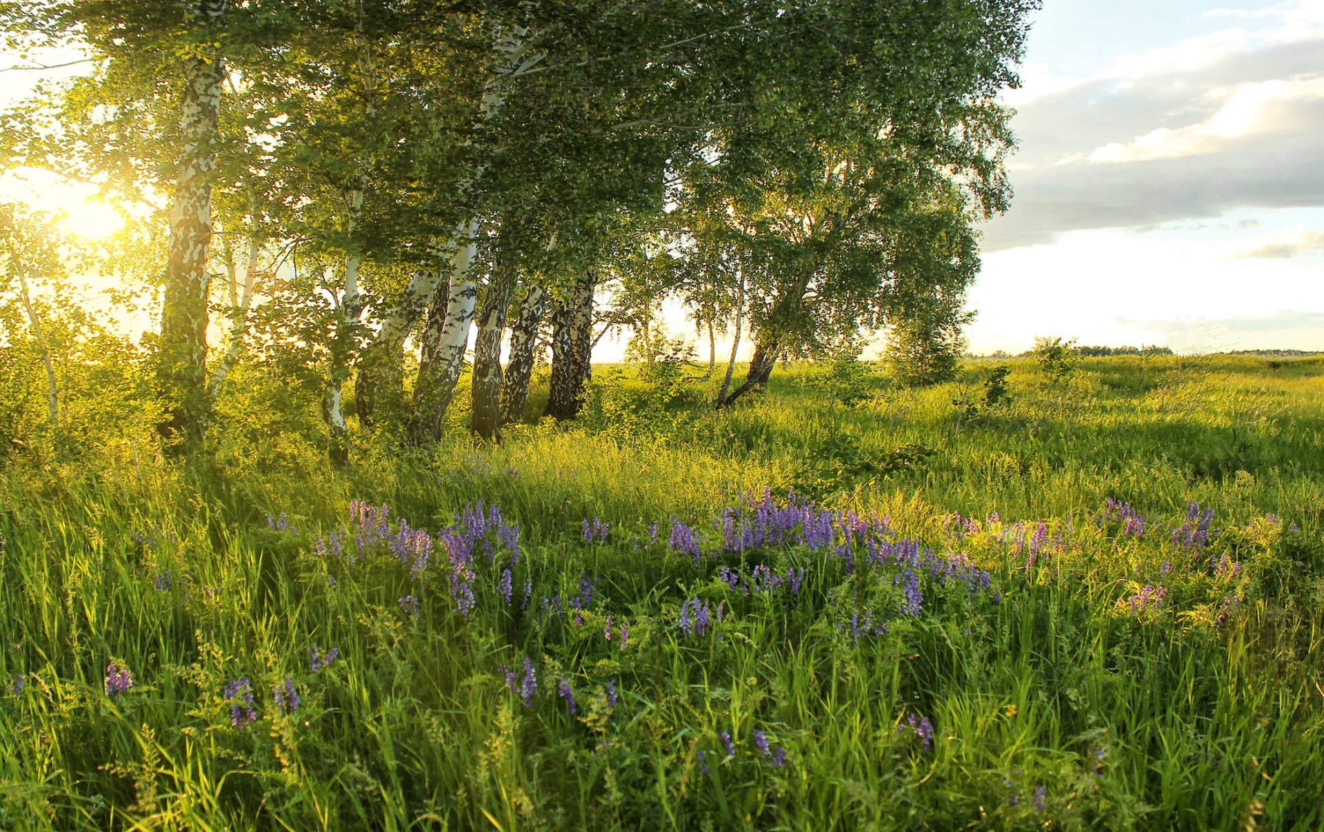 été champ prairie herbe fleurs verdure arbres bouleaux soleil