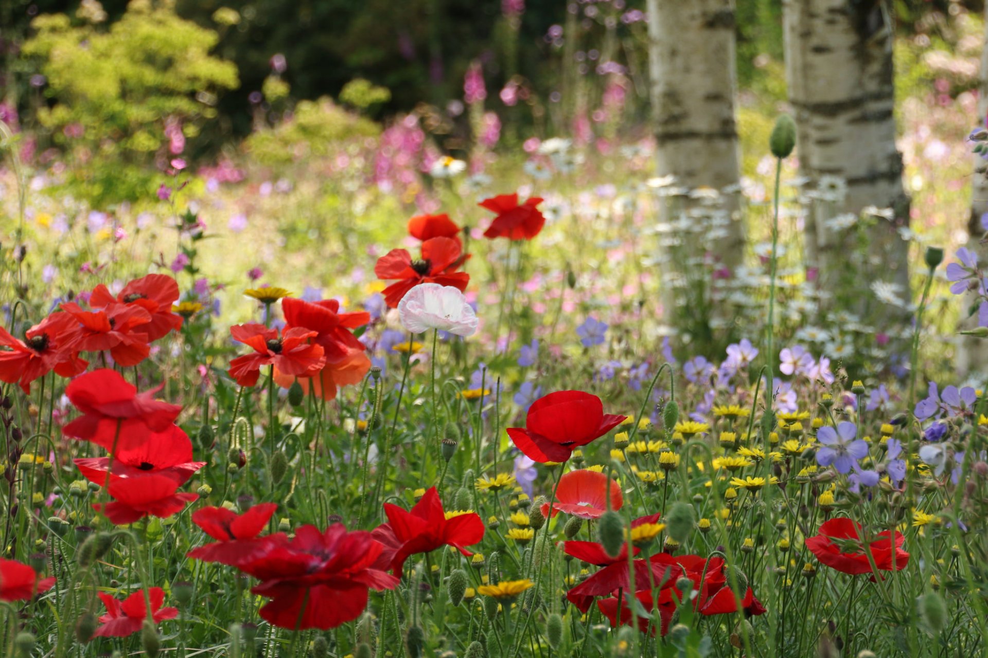 foresta radura erba alberi fiori papaveri