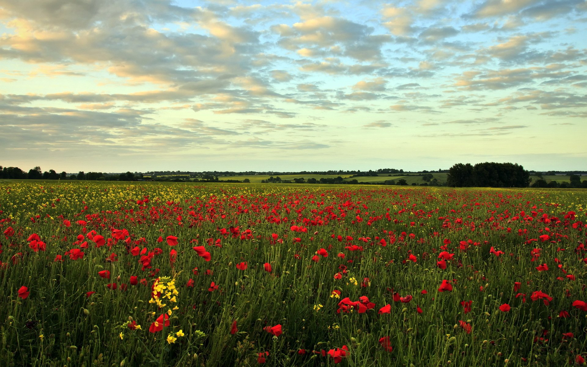 the field poppies summer landscape